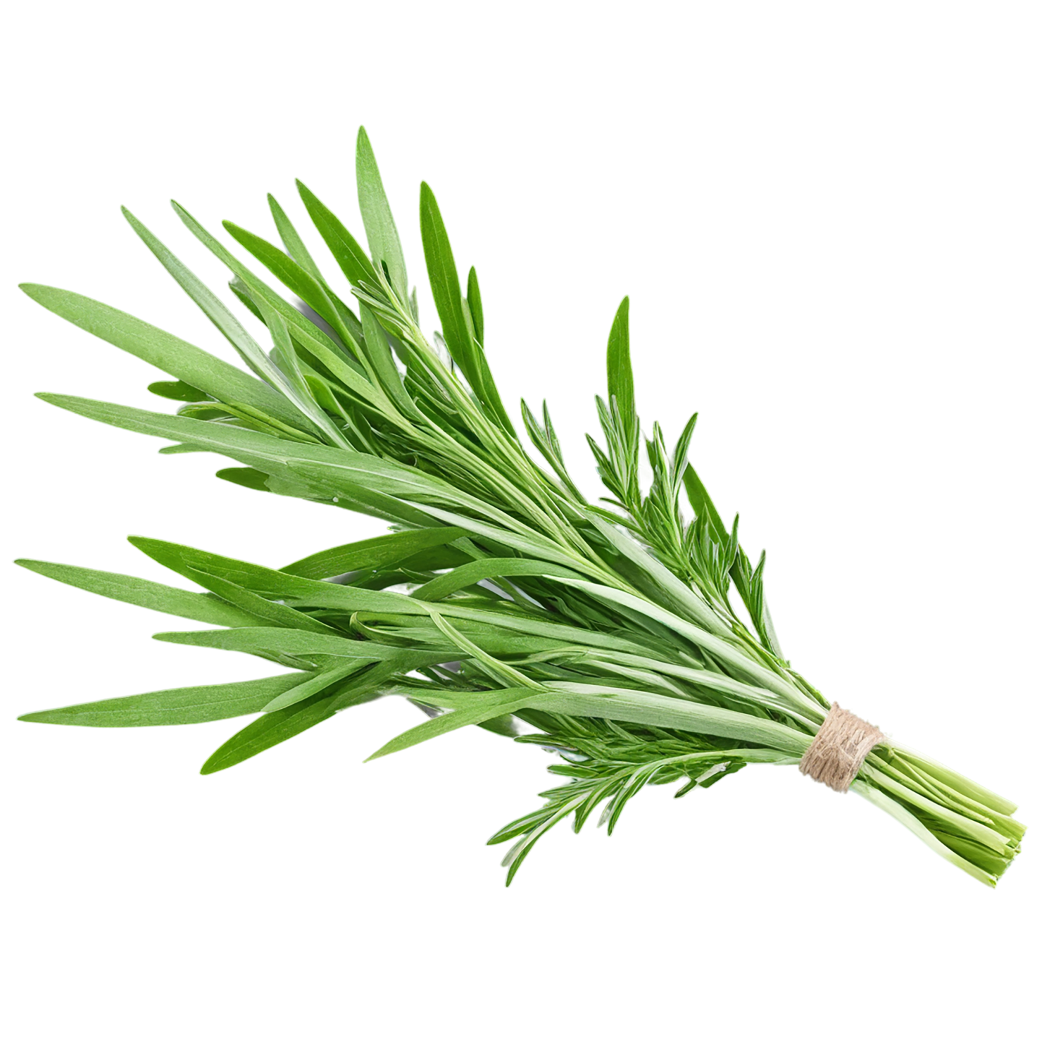 Tarragon herbs isolated on transparent background, #7368