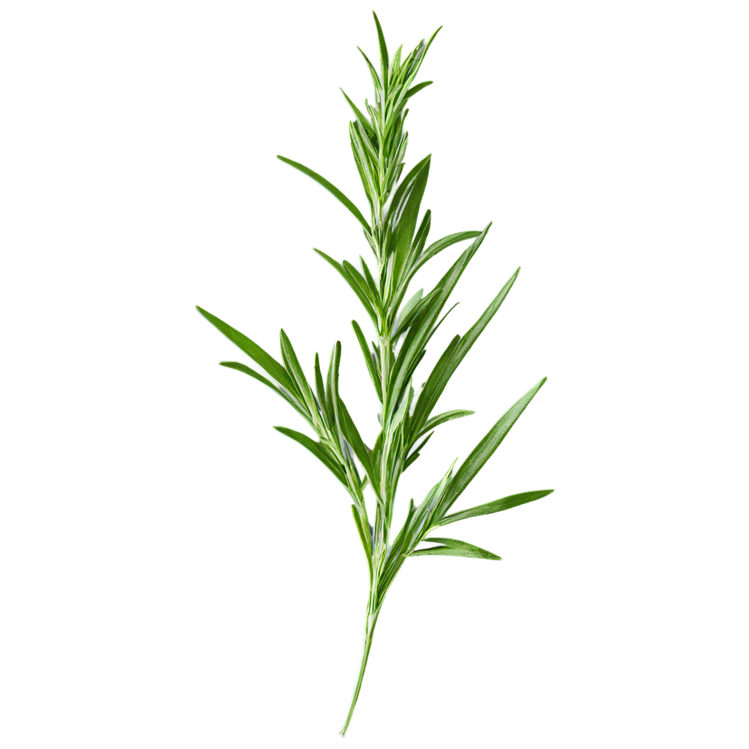 Tarragon herbs isolated on transparent background, #7369