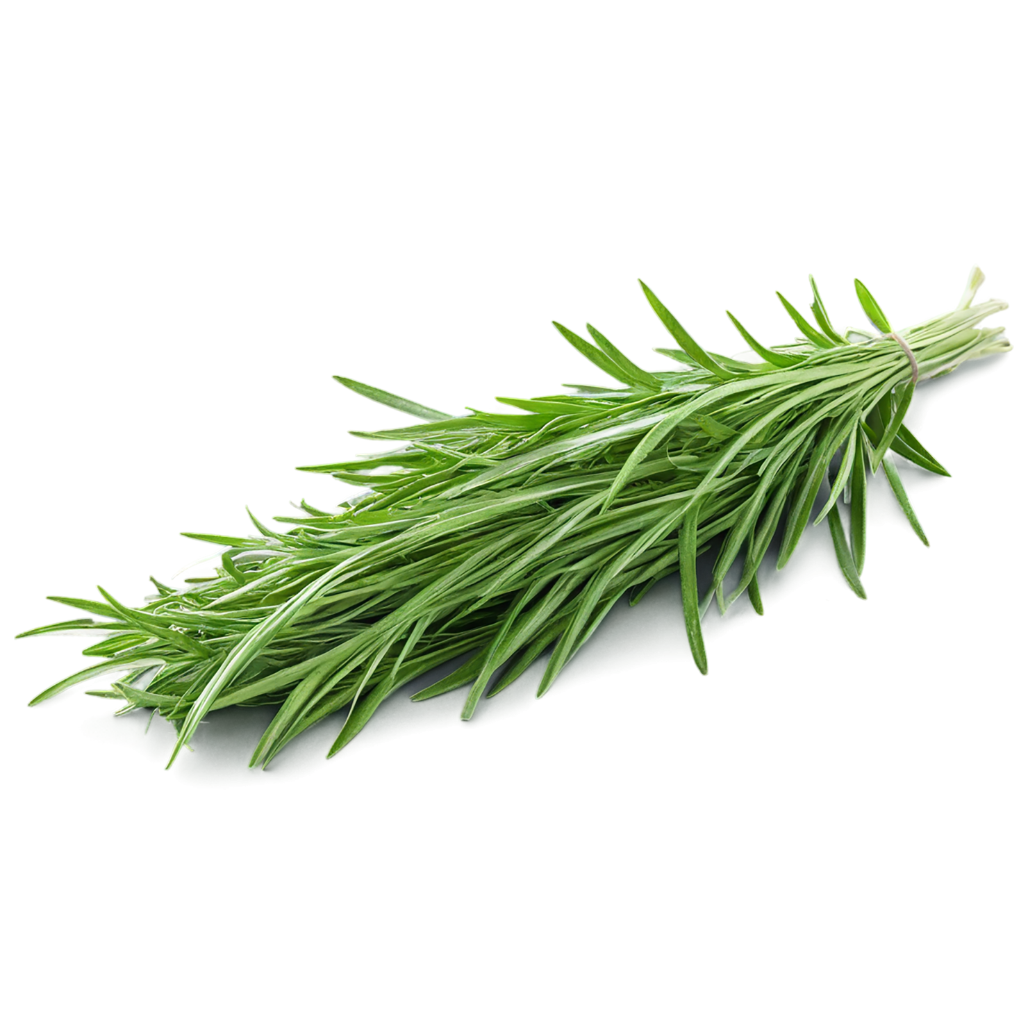 Tarragon herbs isolated on transparent background, #7370