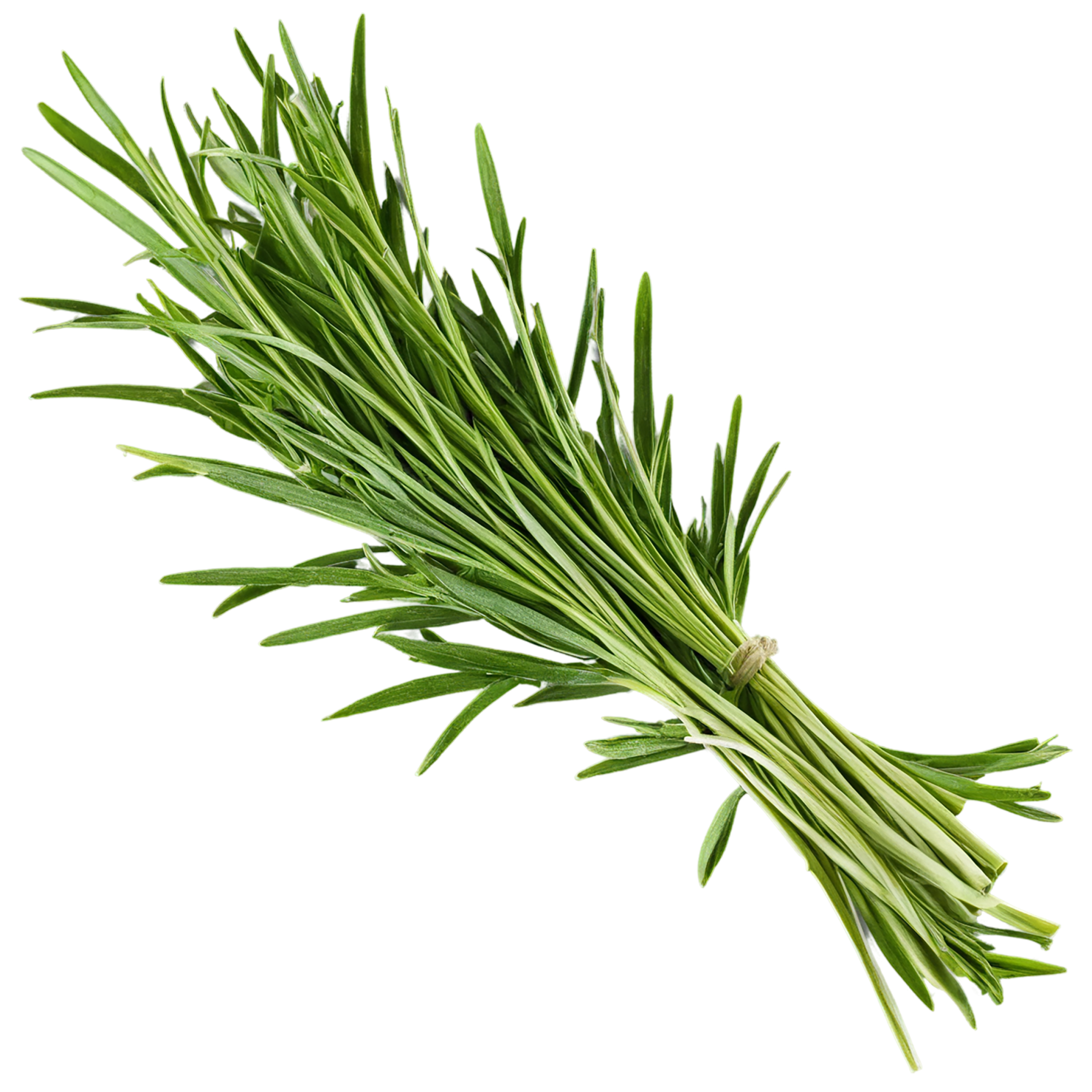 Tarragon herbs isolated on transparent background, #7371