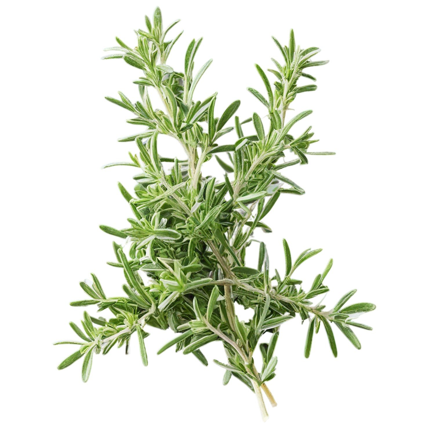 Thyme herbs isolated on transparent background, #7373