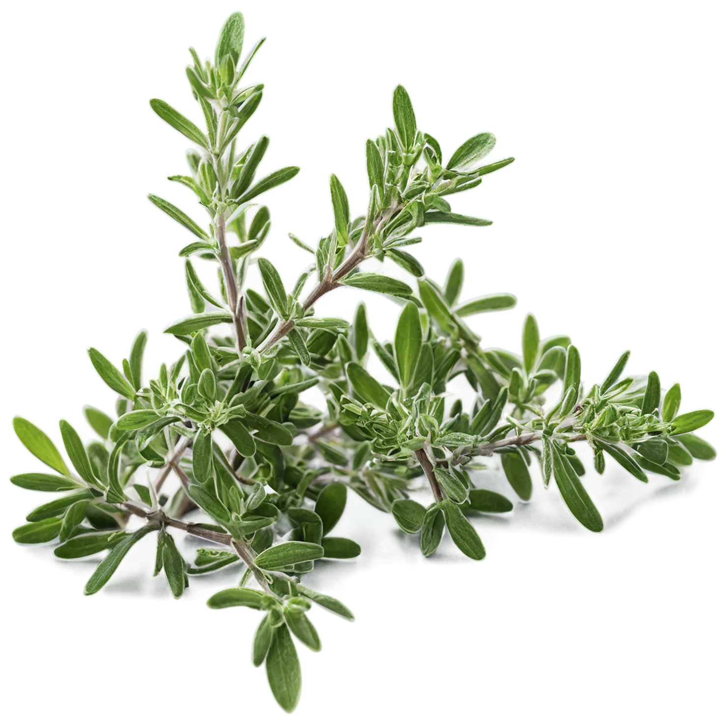 Thyme herbs isolated on transparent background, #7374