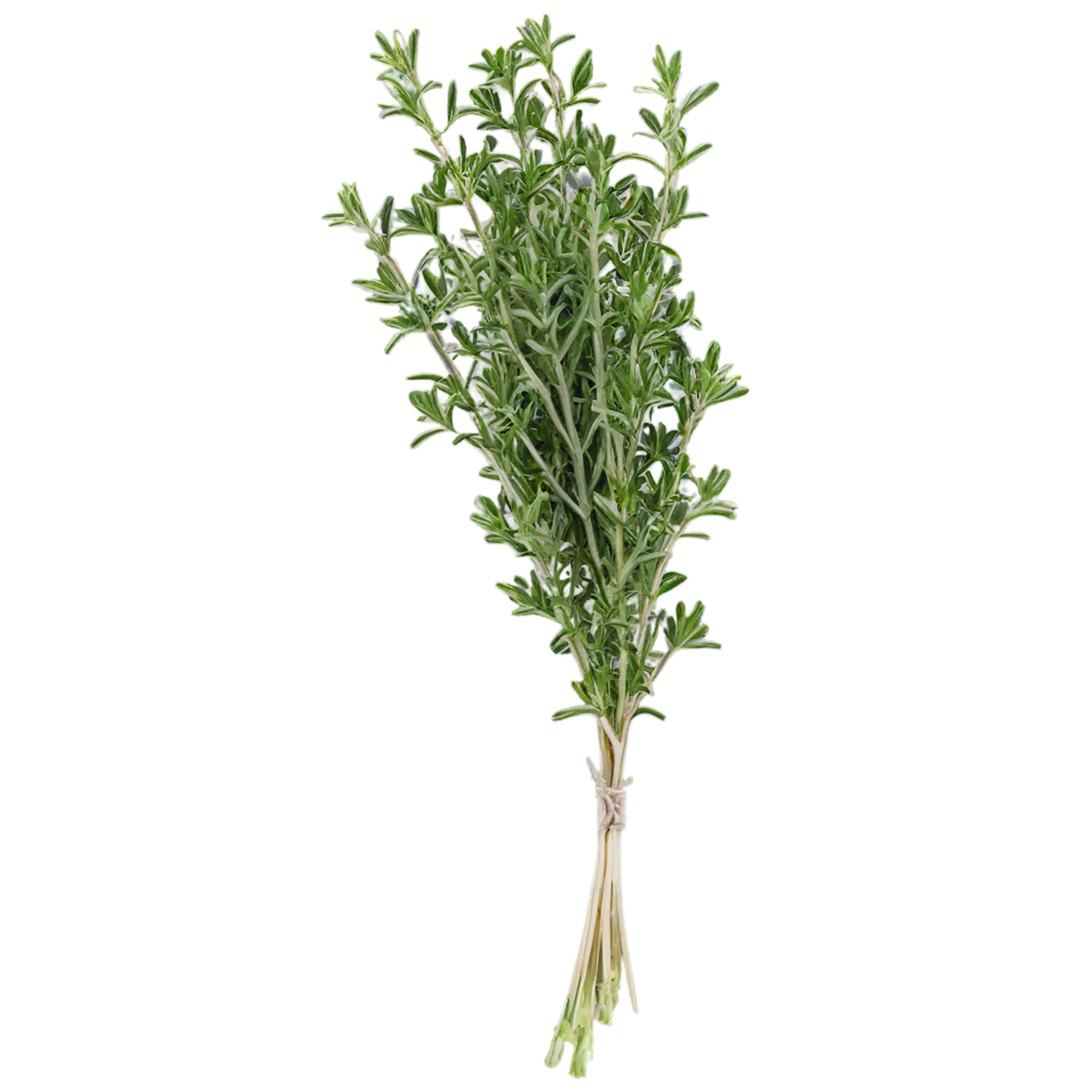 Thyme herbs isolated on transparent background, #7378