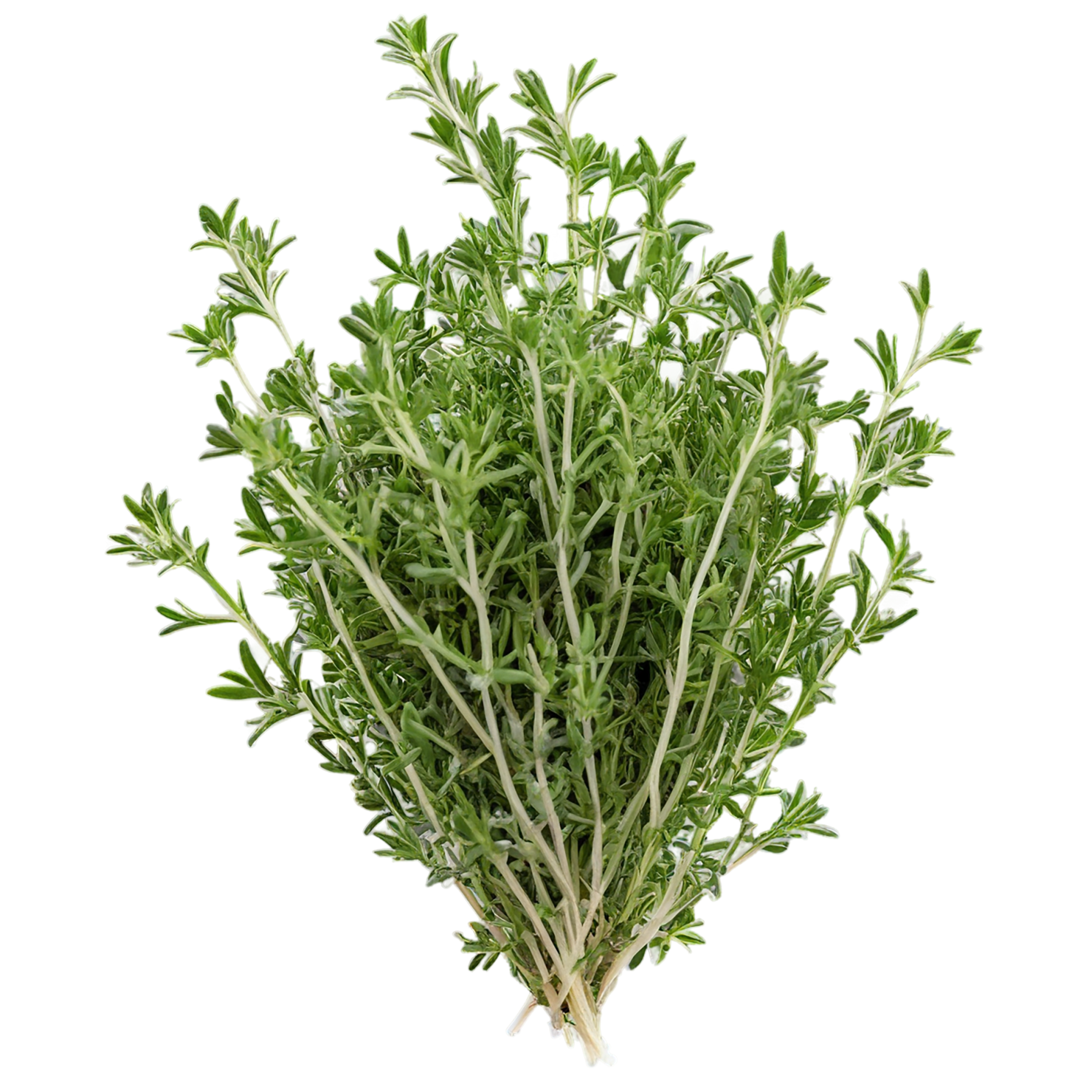 Thyme herbs isolated on transparent background, #7381