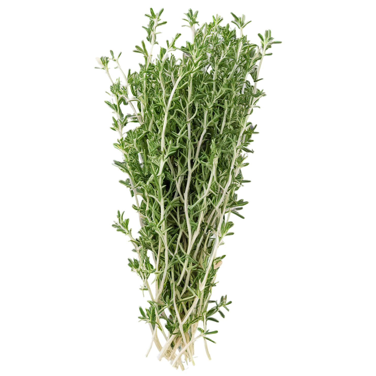 Thyme herbs isolated on transparent background, #7383