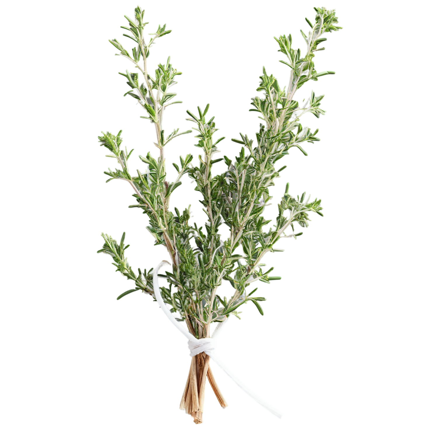Thyme herbs isolated on transparent background, #7385
