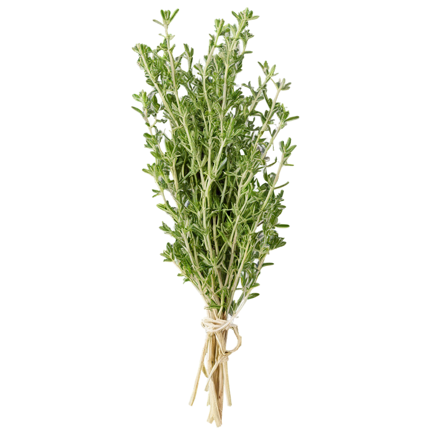 Thyme herbs isolated on transparent background, #7388