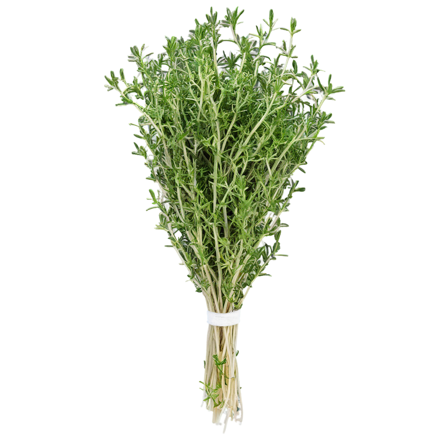 Thyme herbs isolated on transparent background, #7390