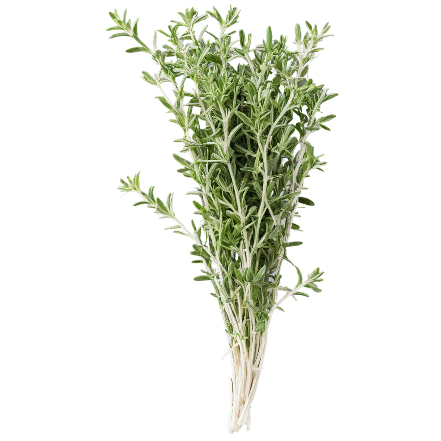 Thyme herbs isolated on transparent background, #7391