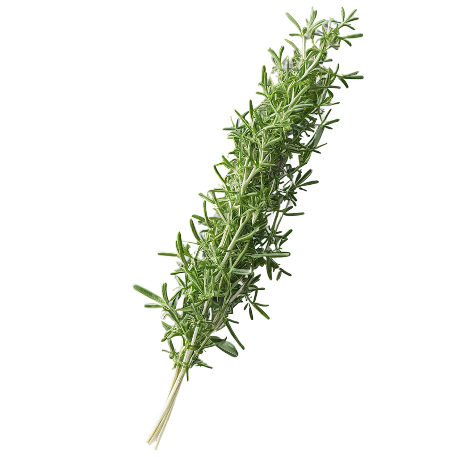 Thyme herbs isolated on transparent background, #7398