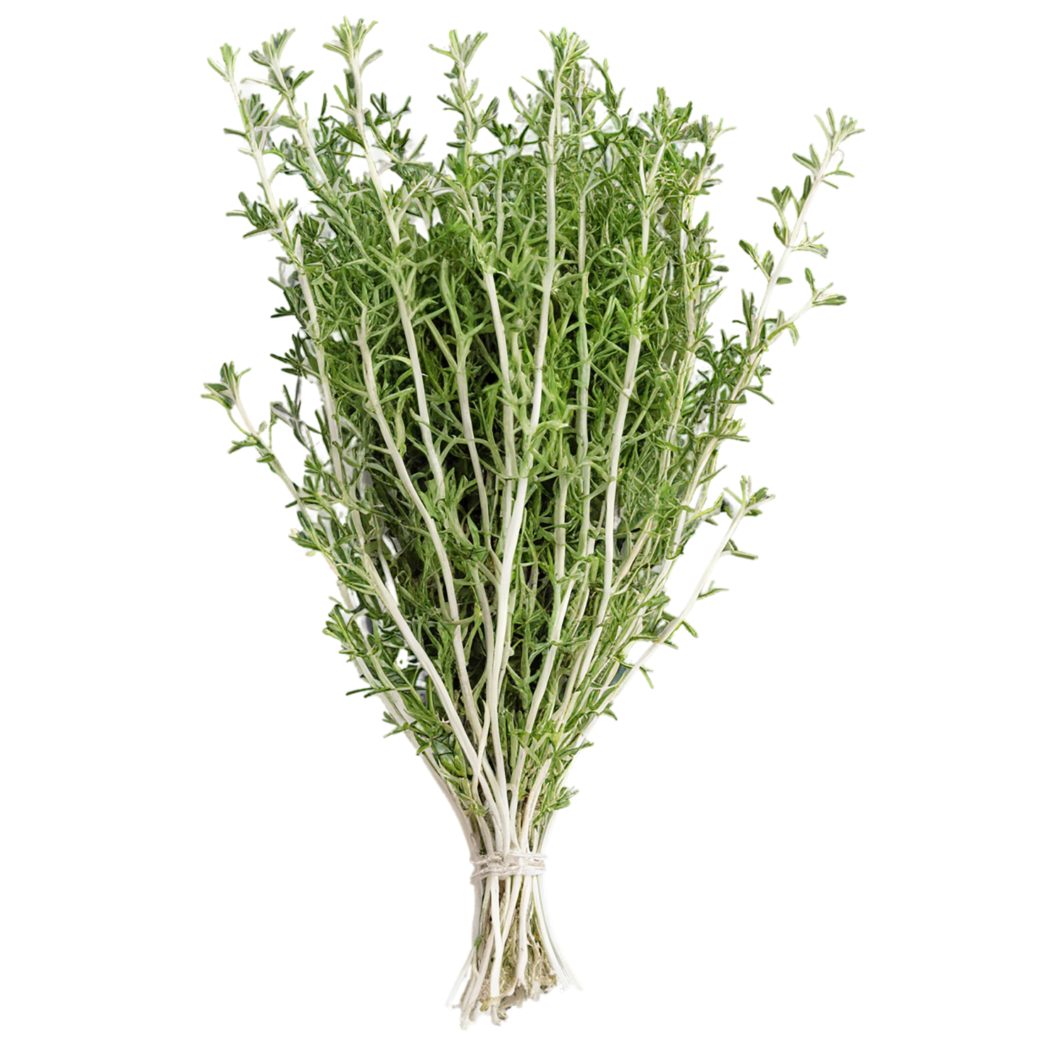 Thyme herbs isolated on transparent background, #7400