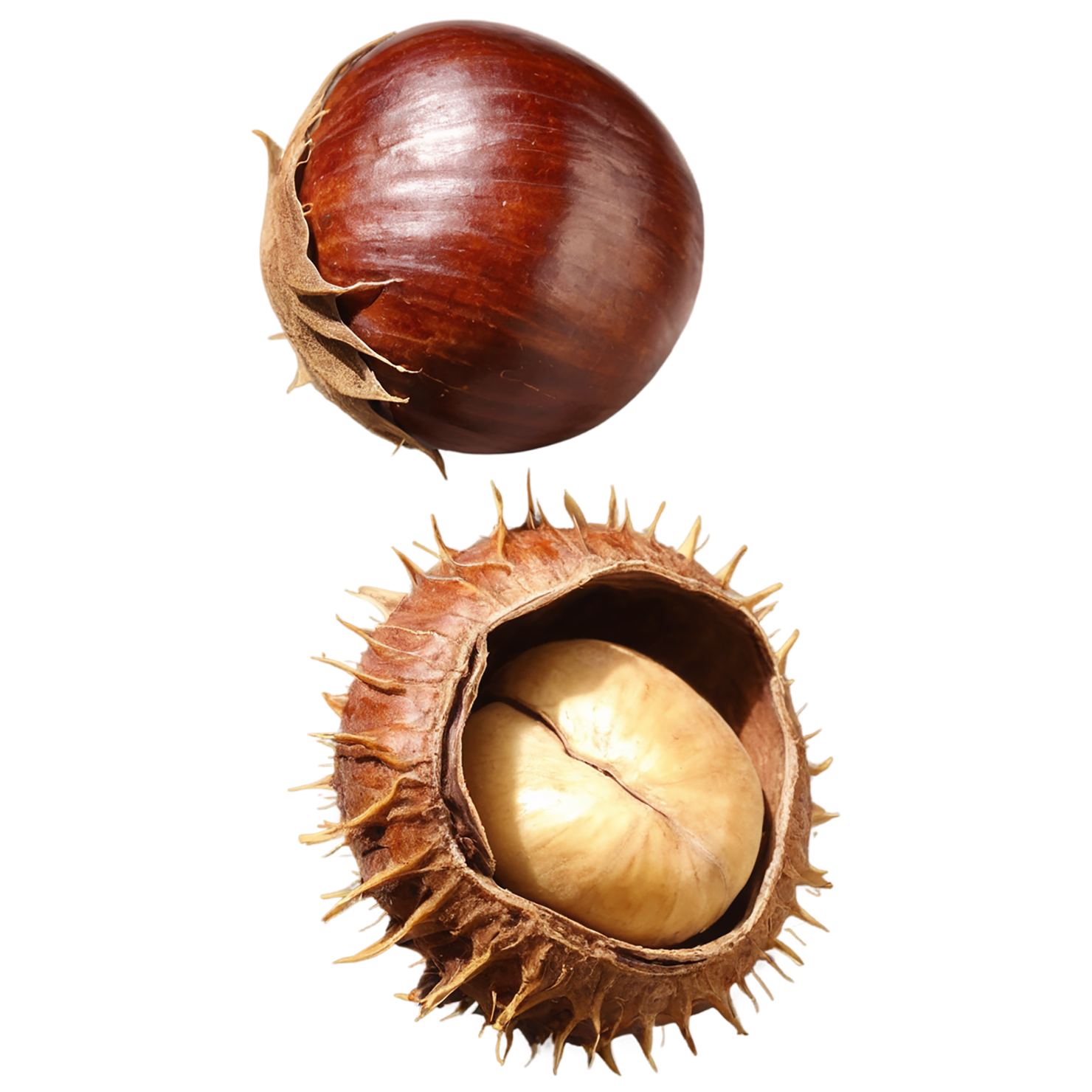 chestnuts nuts isolated on transparent background, #7483