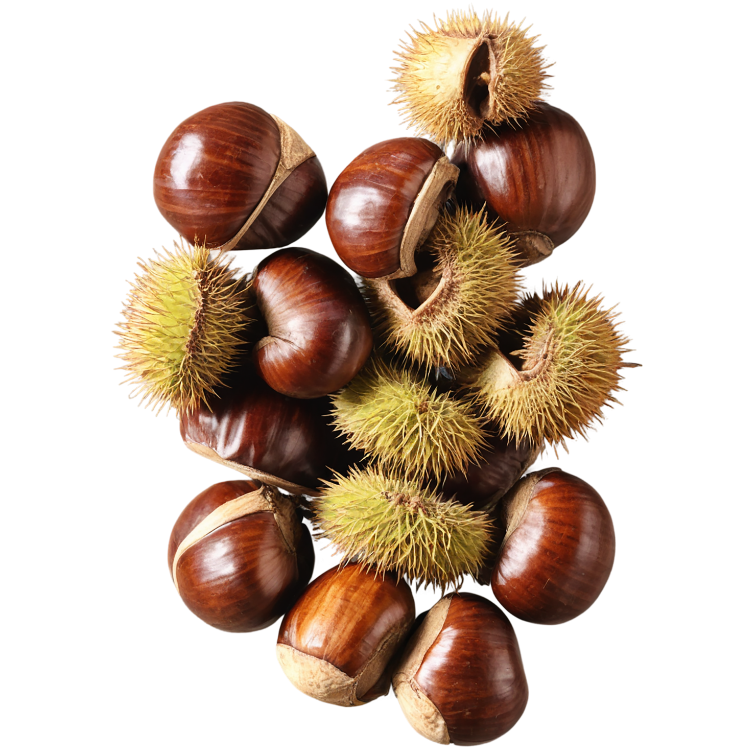 chestnuts nuts isolated on transparent background, #7489
