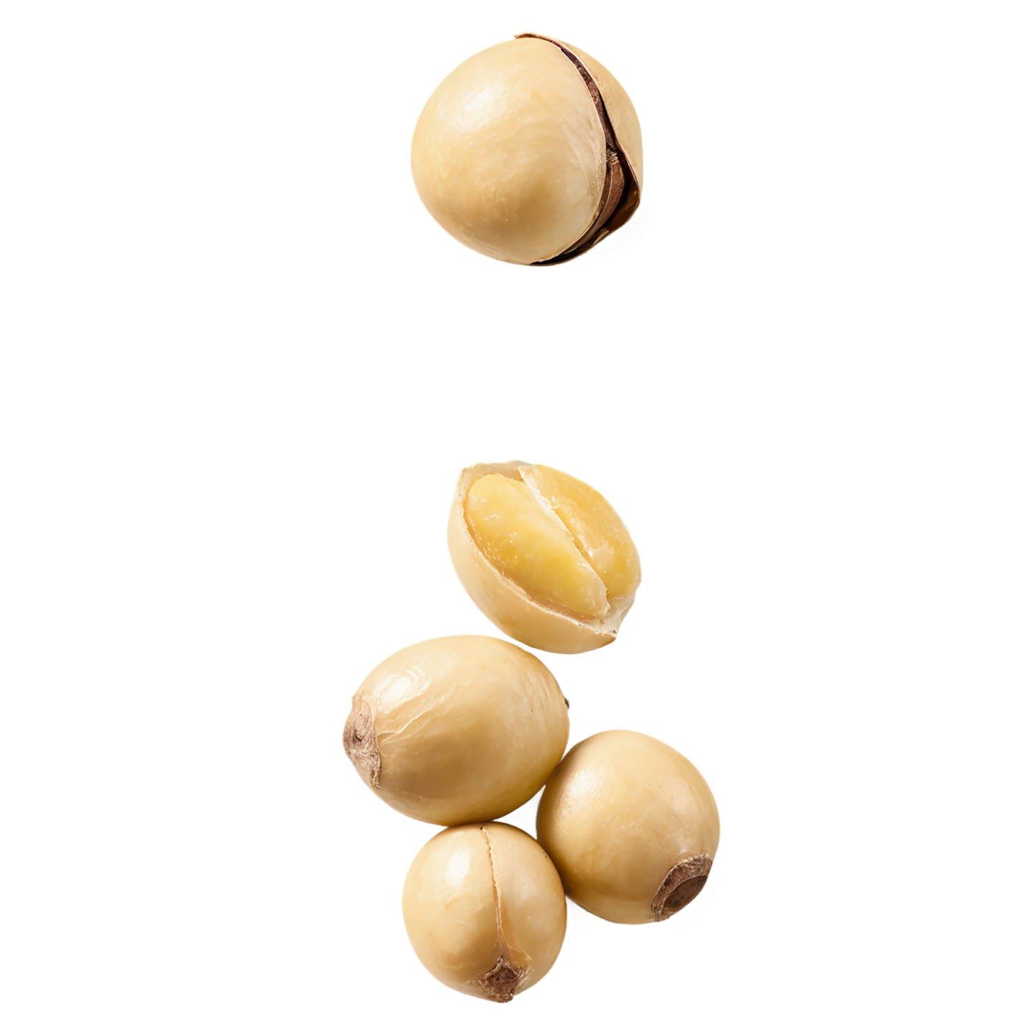 Macadamia nuts isolated on transparent background, #7517