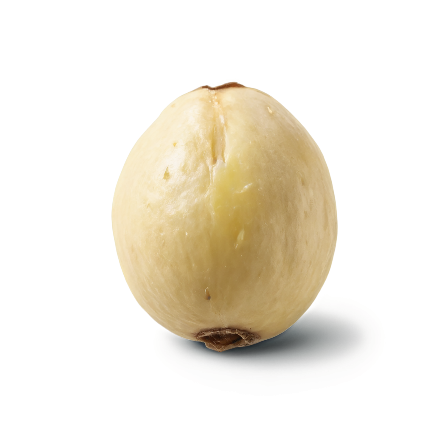 Macadamia nuts isolated on transparent background, #7521