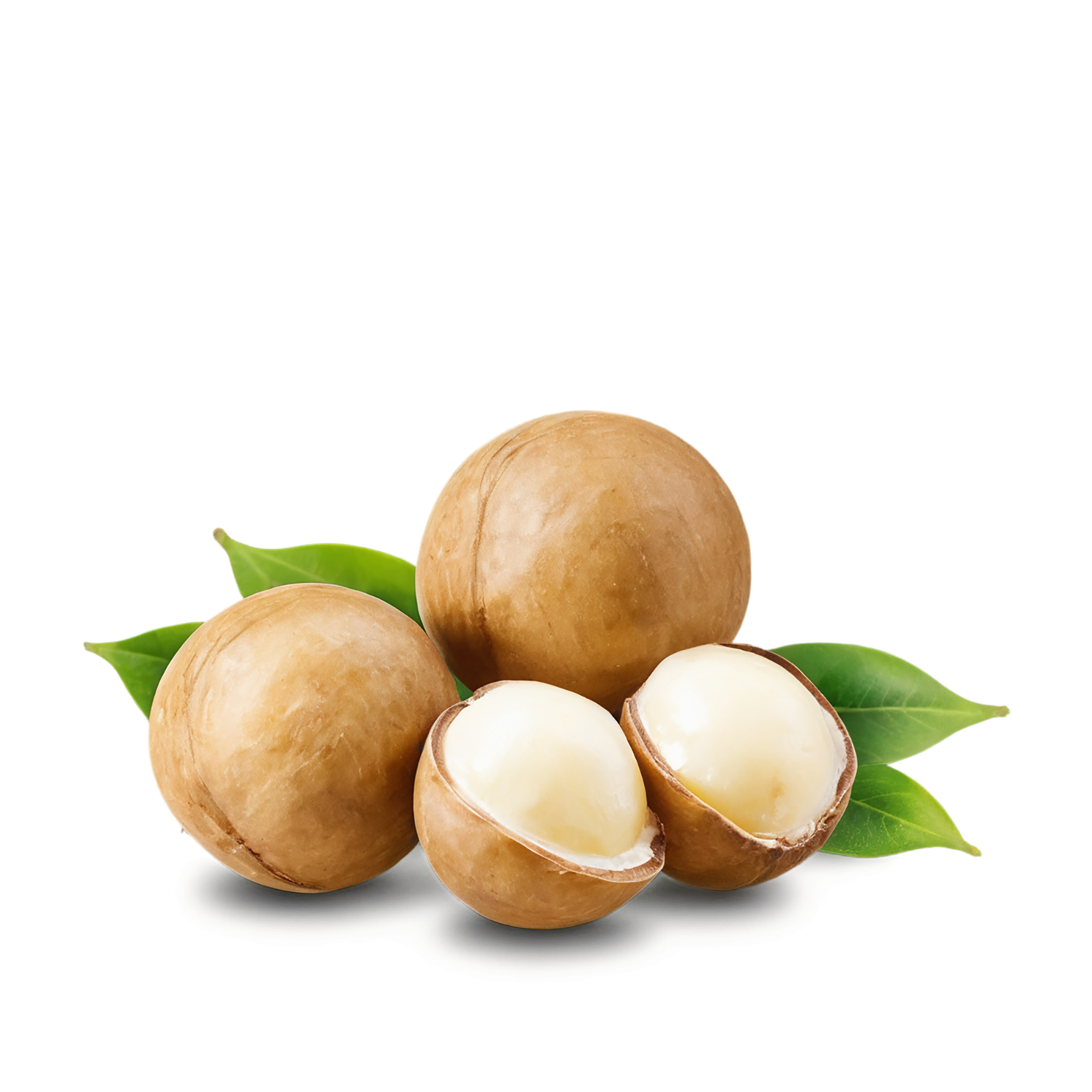 Macadamia nuts isolated on transparent background, #7528