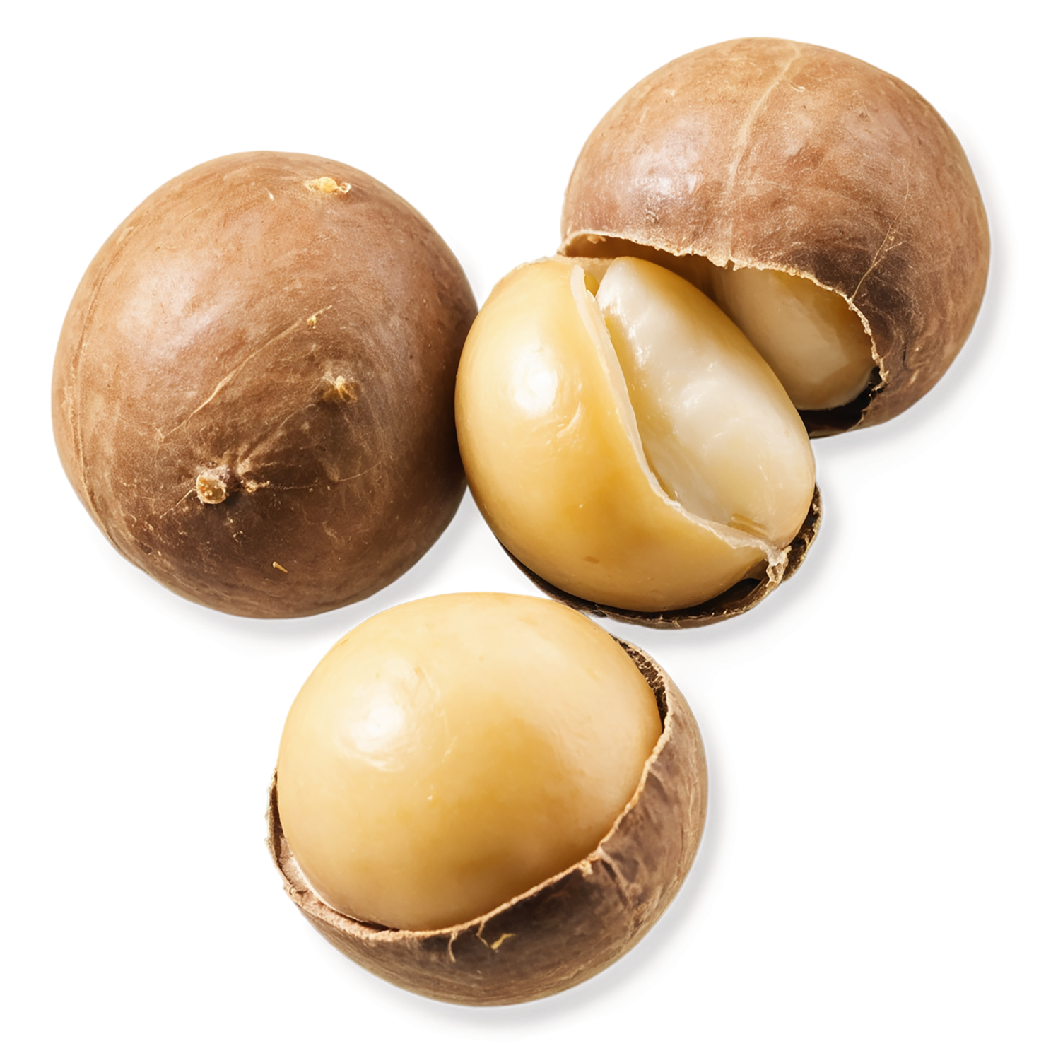 Macadamia nuts isolated on transparent background, #7529