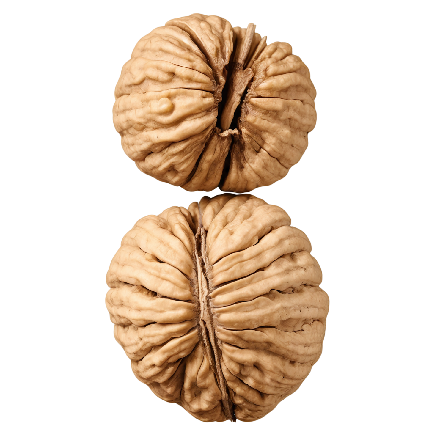 walnuts nuts isolated on transparent background, #7612