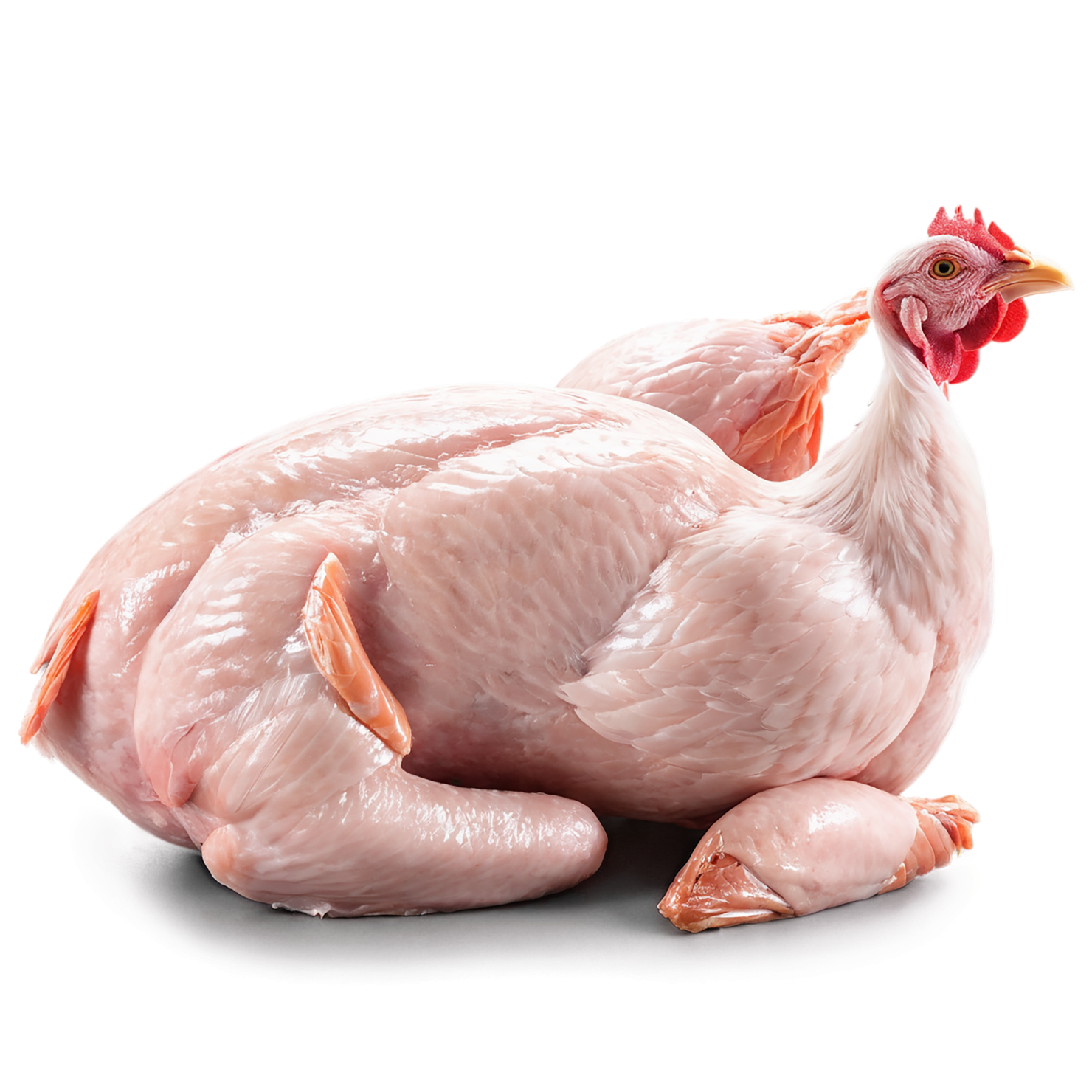 Chicken poultry proteins isolated on transparent background #8226