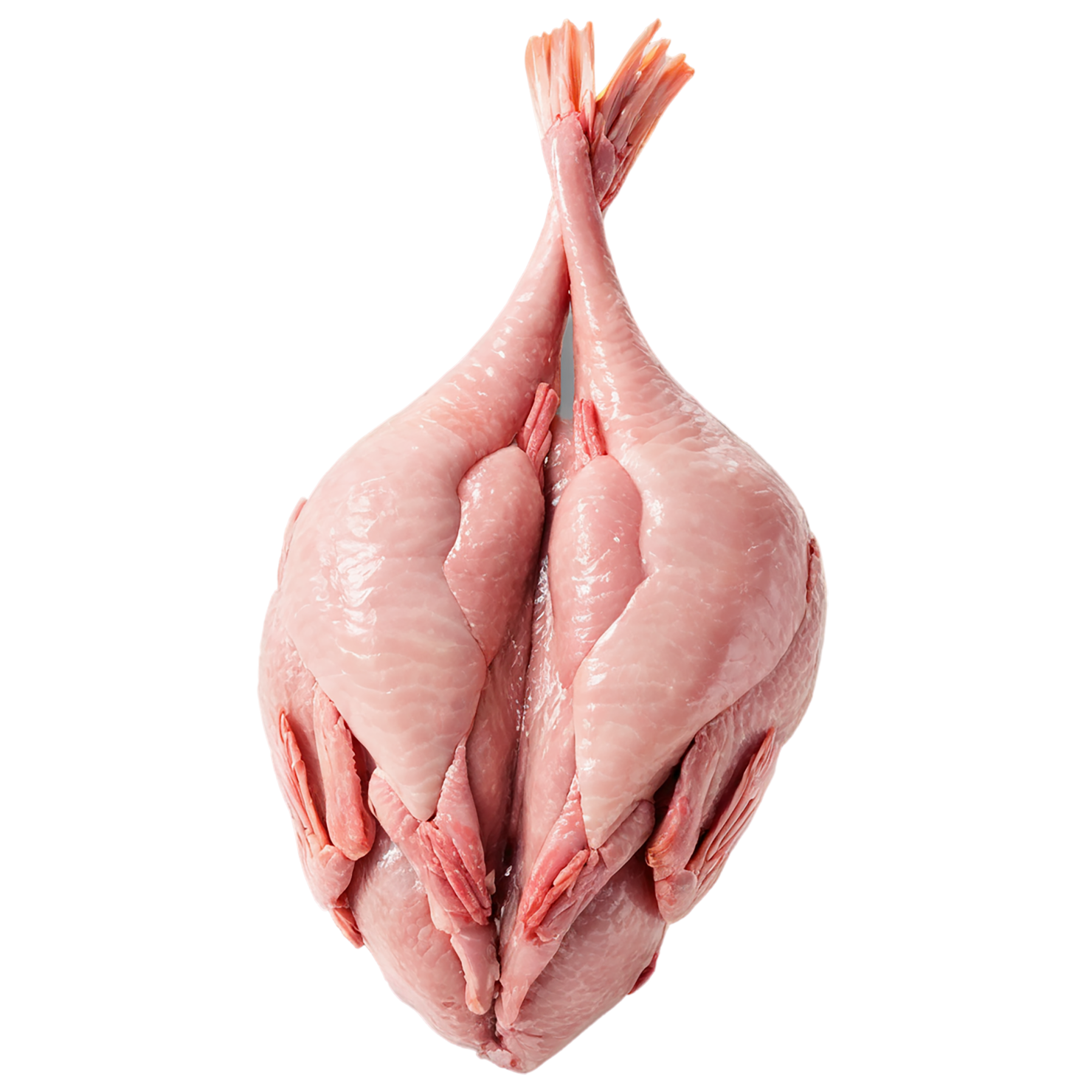 Chicken poultry proteins isolated on transparent background #8295
