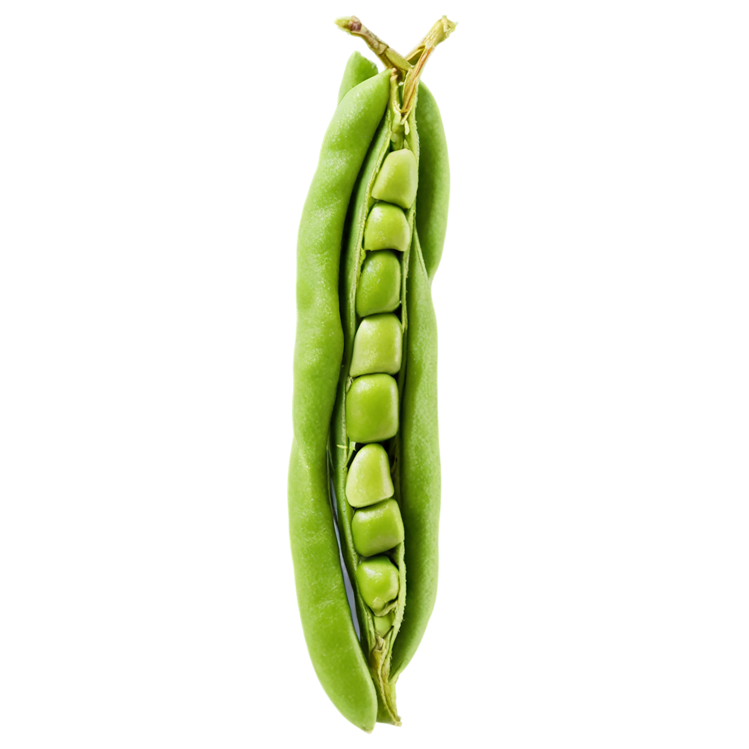 Edamame proteins isolated on transparent background #8332