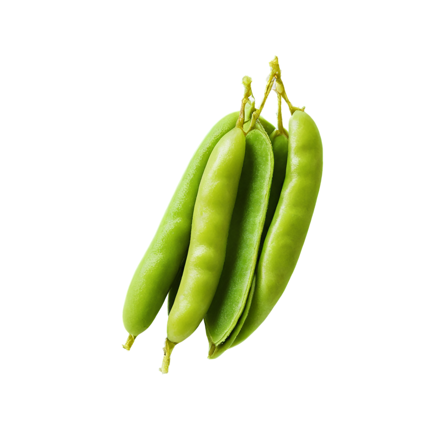 Edamame proteins isolated on transparent background #8333