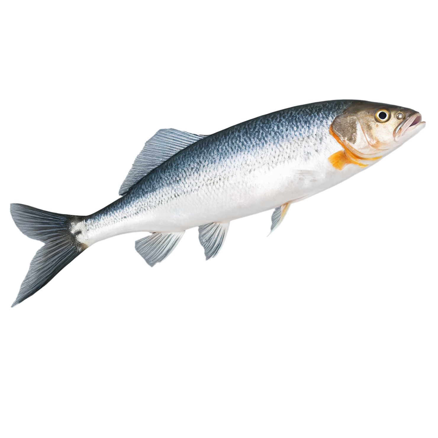 Fish proteins isolated on transparent background #8431