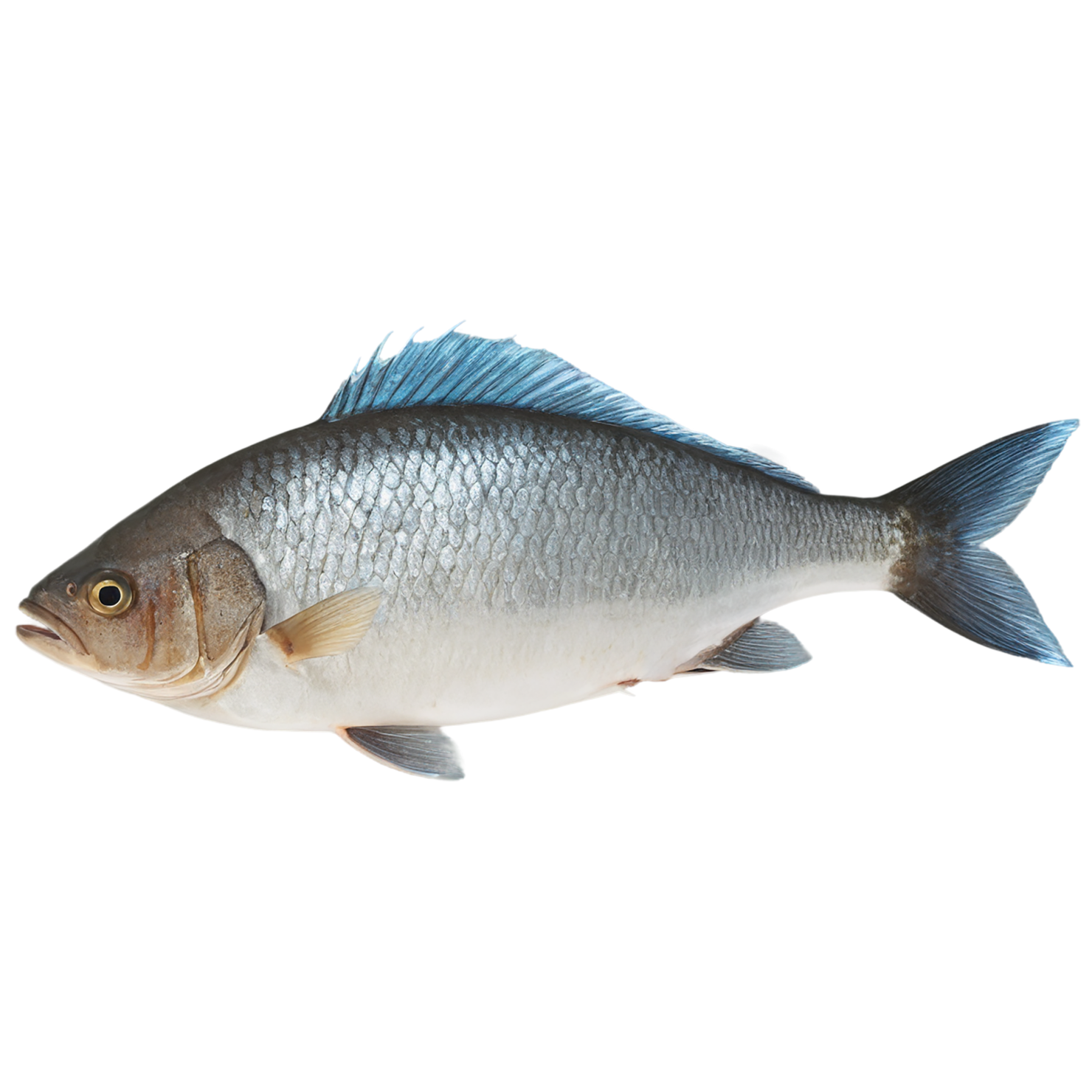 Fish proteins isolated on transparent background #8432