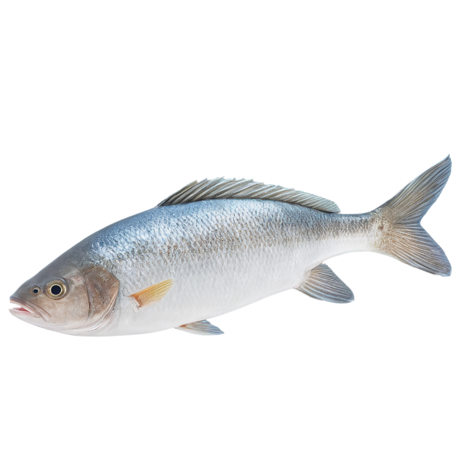 Fish proteins isolated on transparent background #8434
