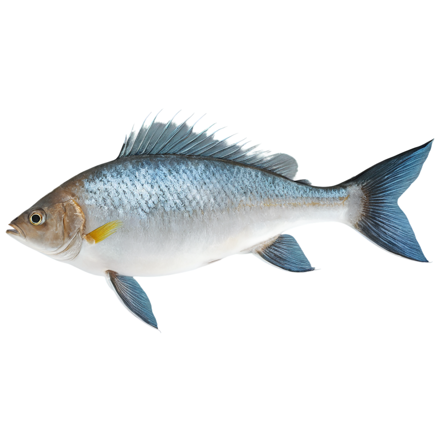 Fish proteins isolated on transparent background #8435