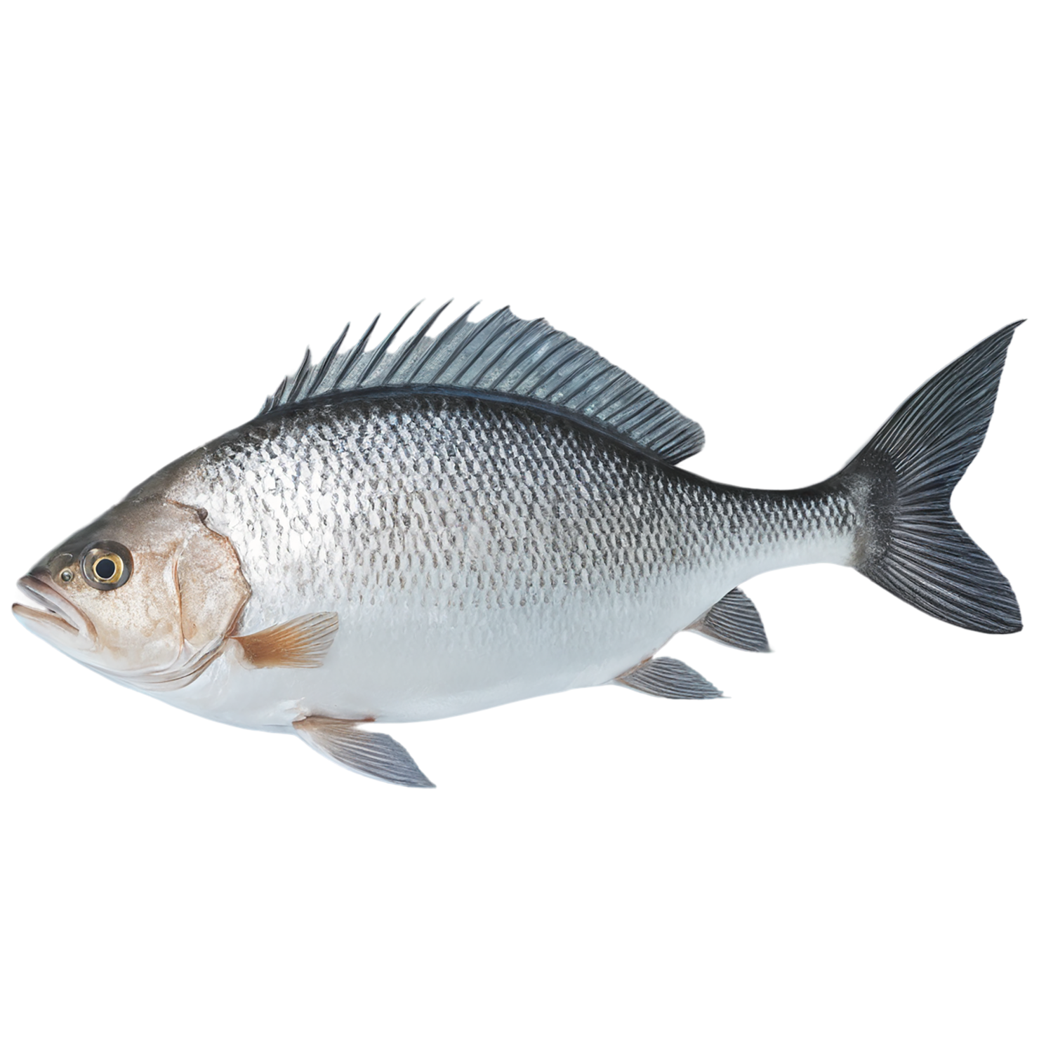 Fish proteins isolated on transparent background #8436