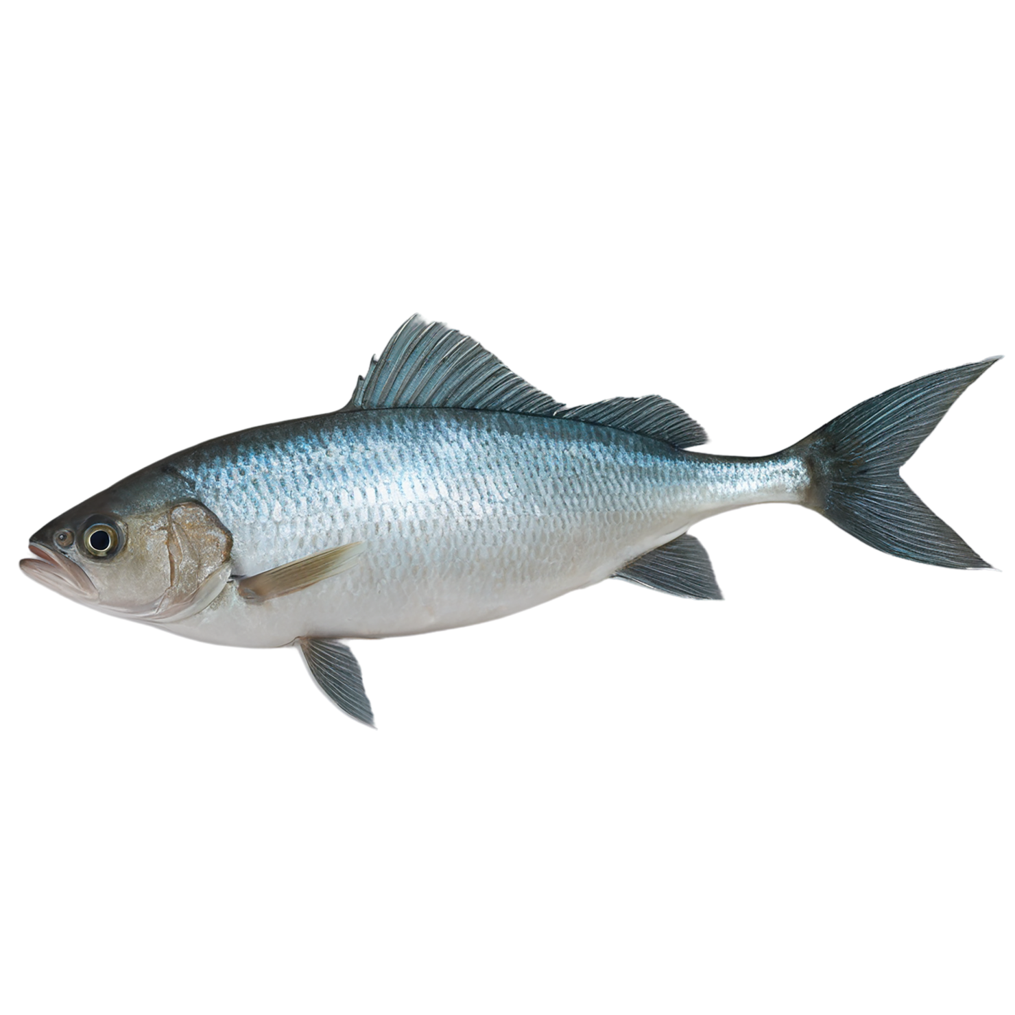 Fish proteins isolated on transparent background #8437