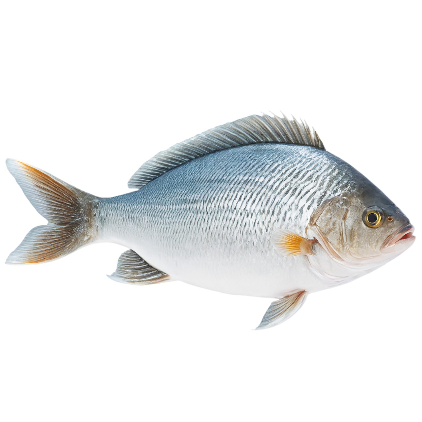 Fish proteins isolated on transparent background #8438
