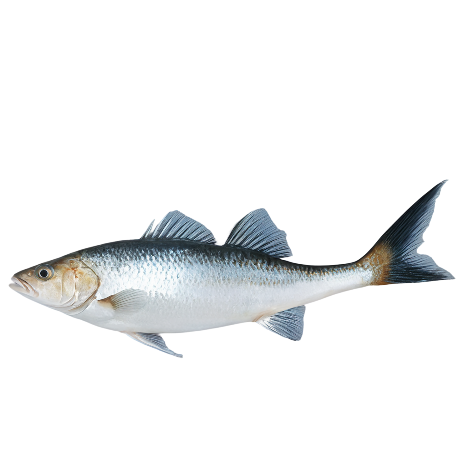 Fish proteins isolated on transparent background #8439