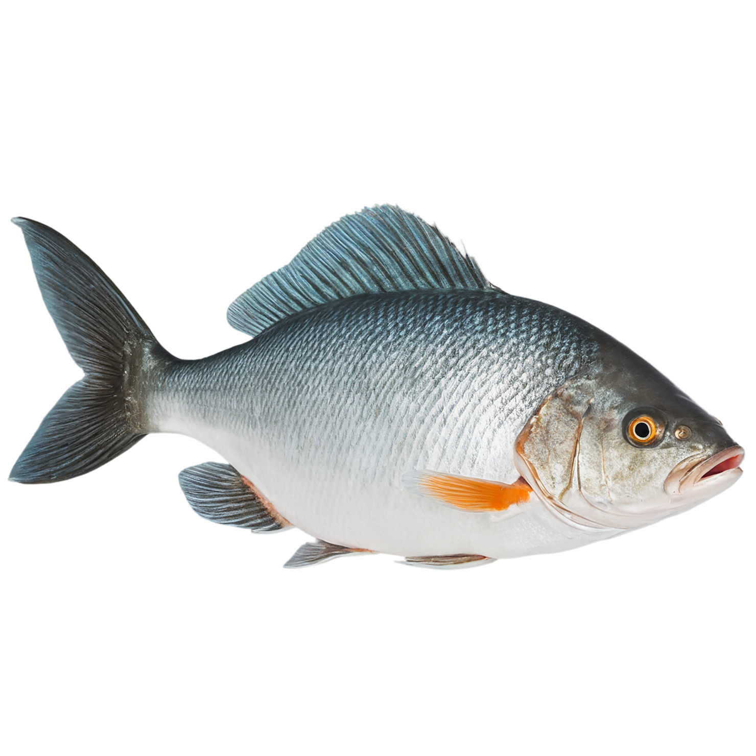 Fish proteins isolated on transparent background #8440