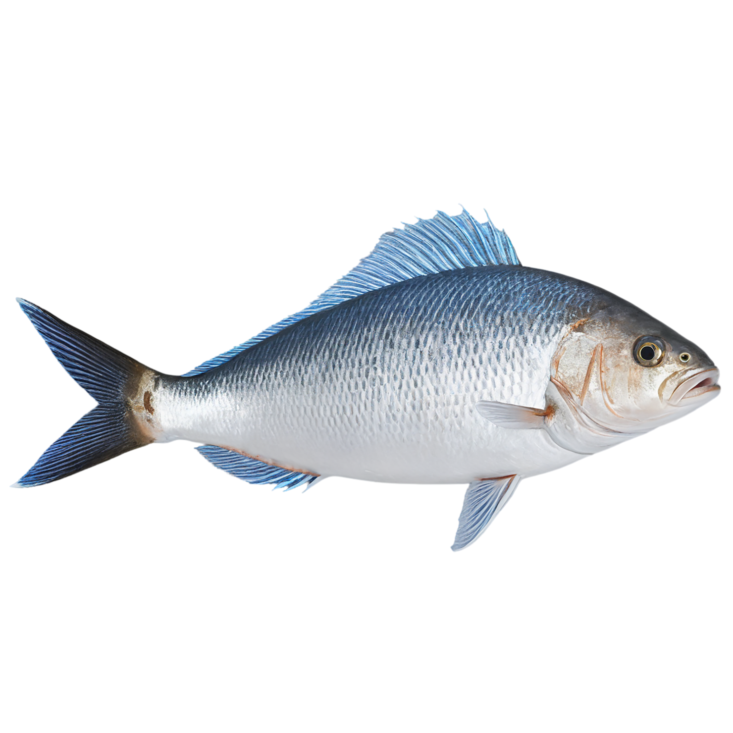 Fish proteins isolated on transparent background #8443