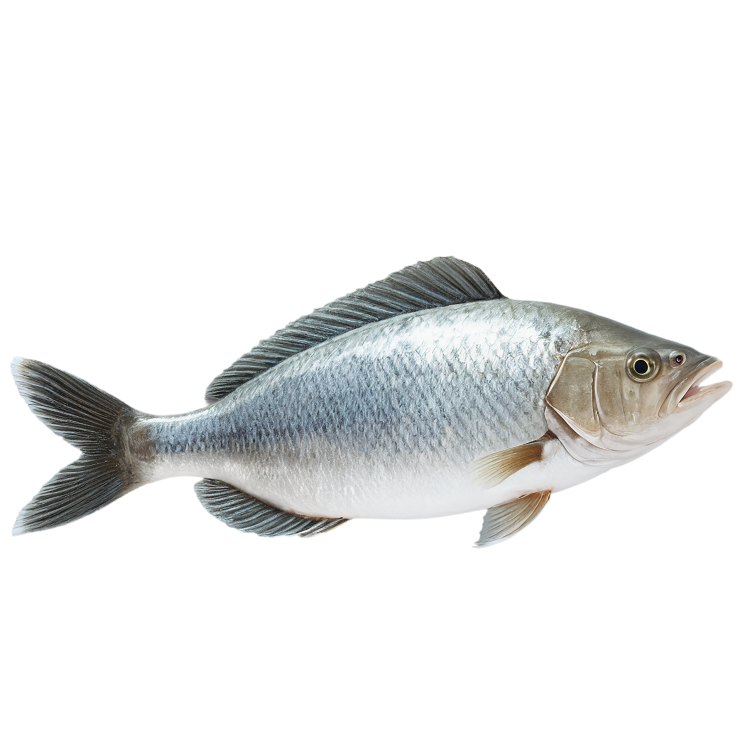 Fish proteins isolated on transparent background #8445
