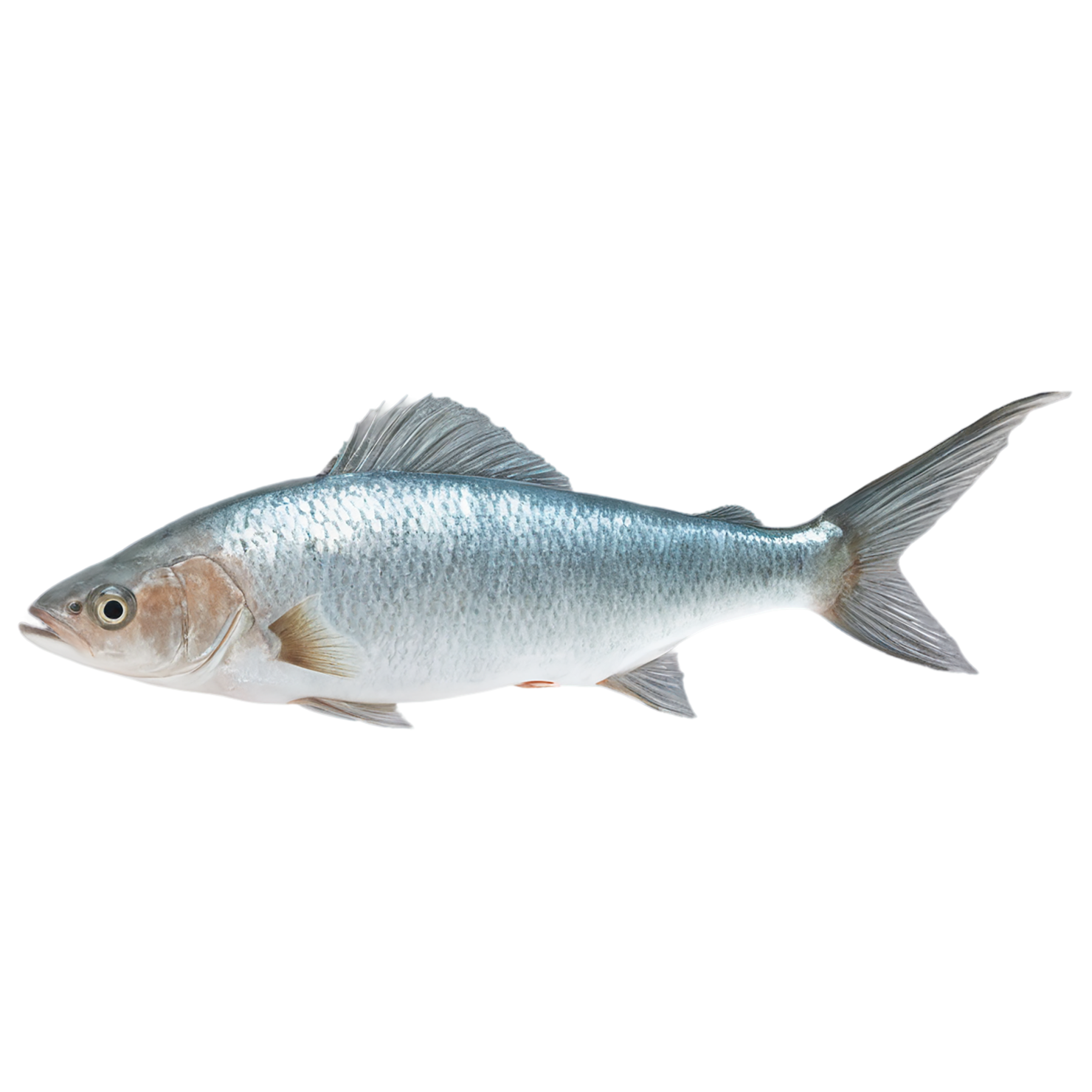Fish proteins isolated on transparent background #8447