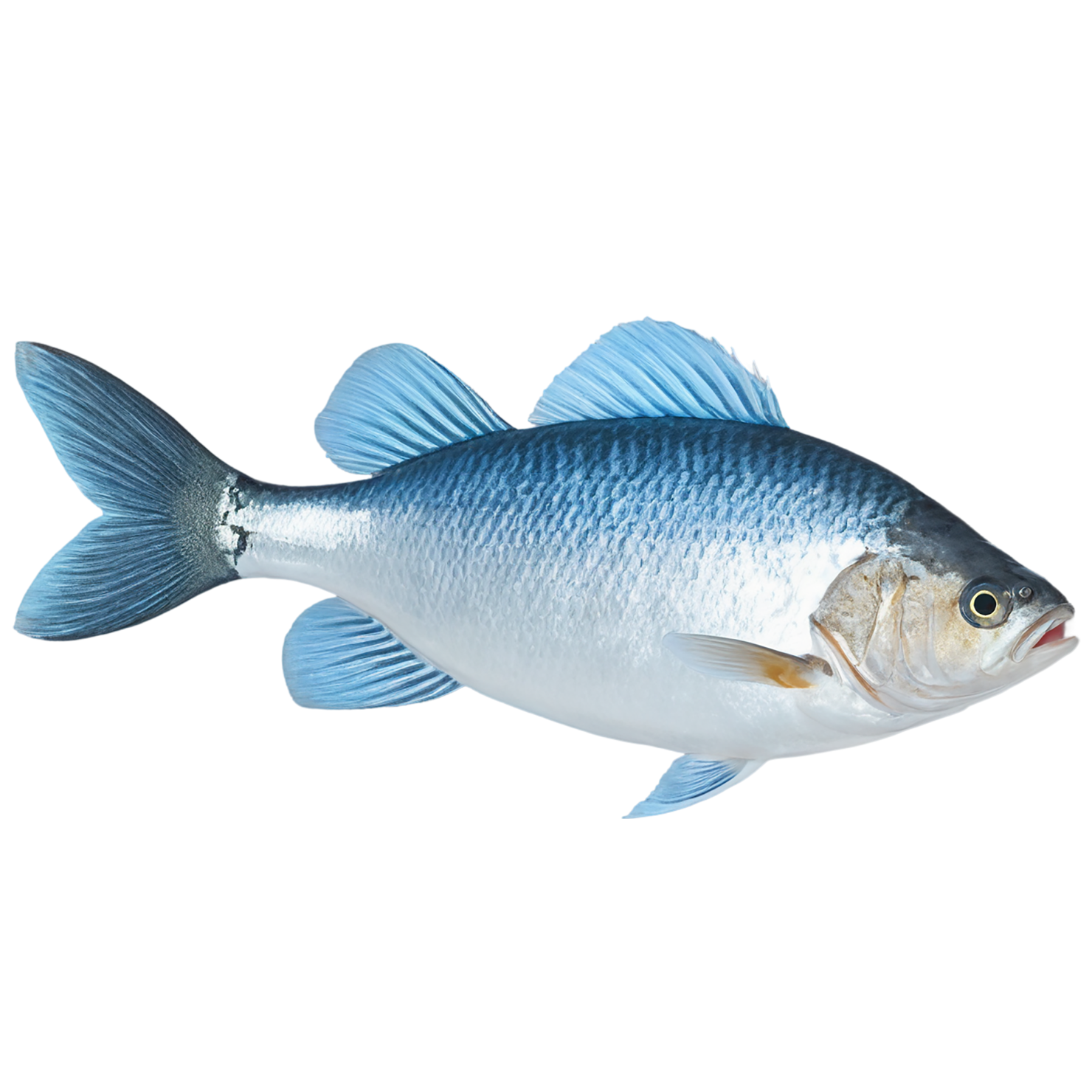 Fish proteins isolated on transparent background #8448