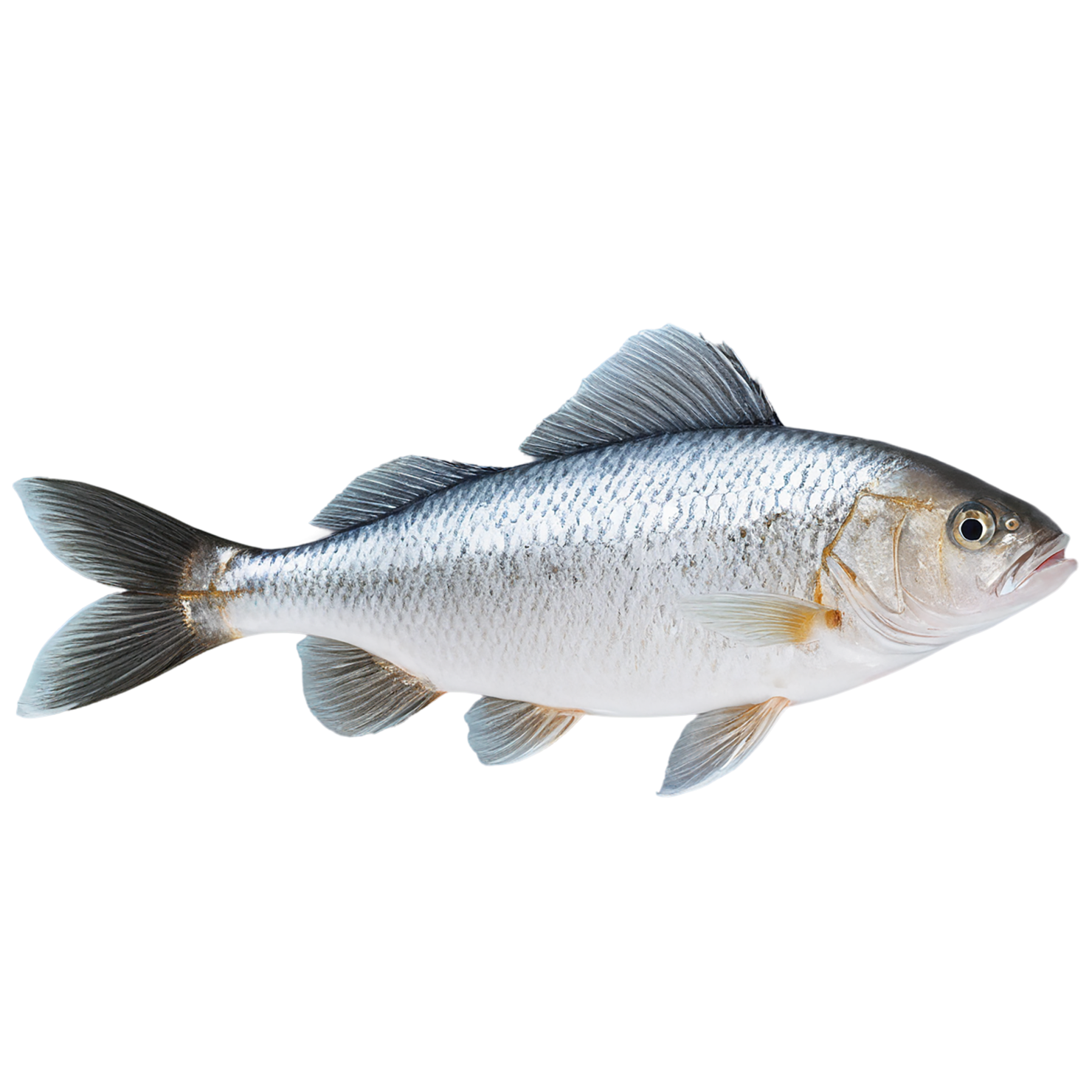 Fish proteins isolated on transparent background #8449