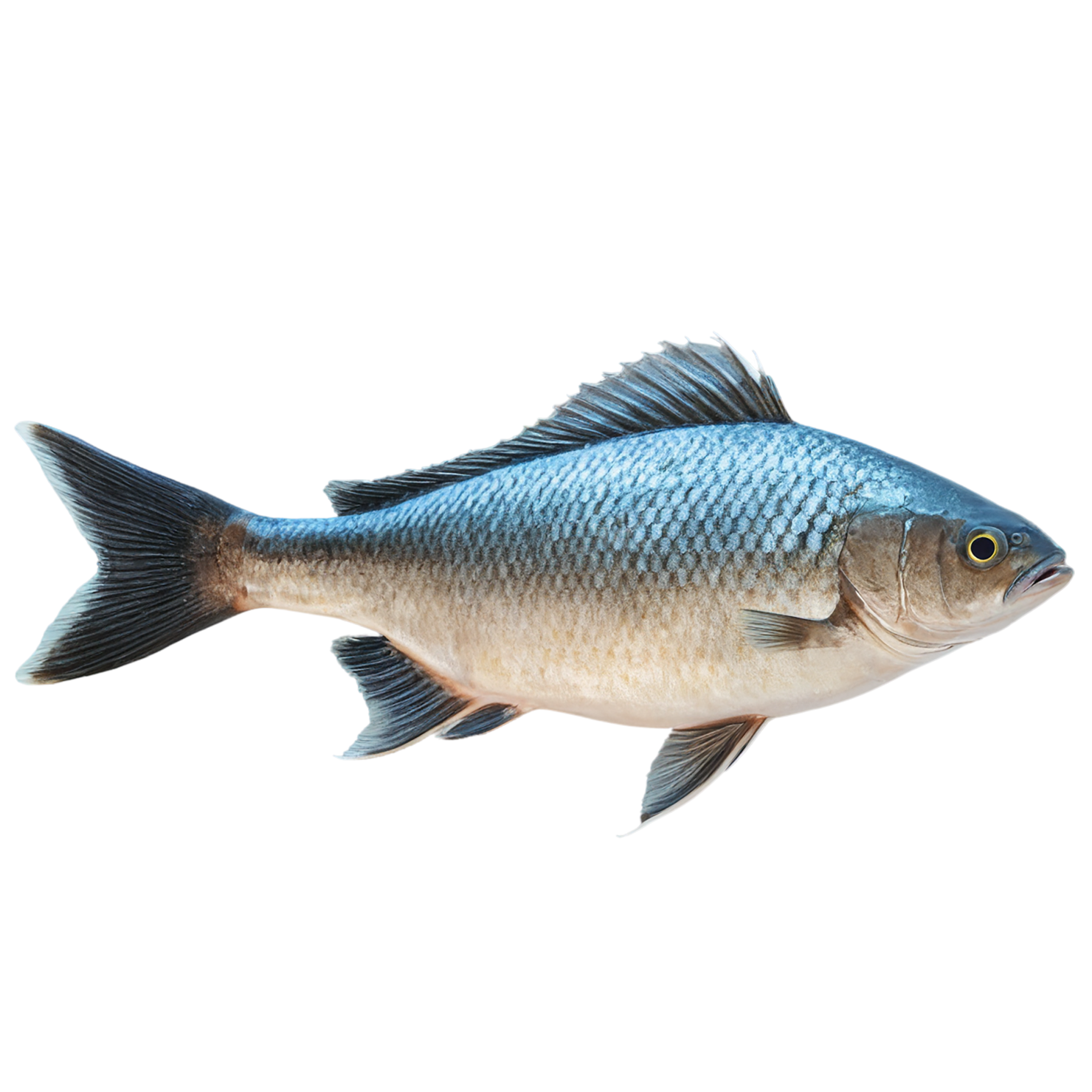 Fish proteins isolated on transparent background #8450