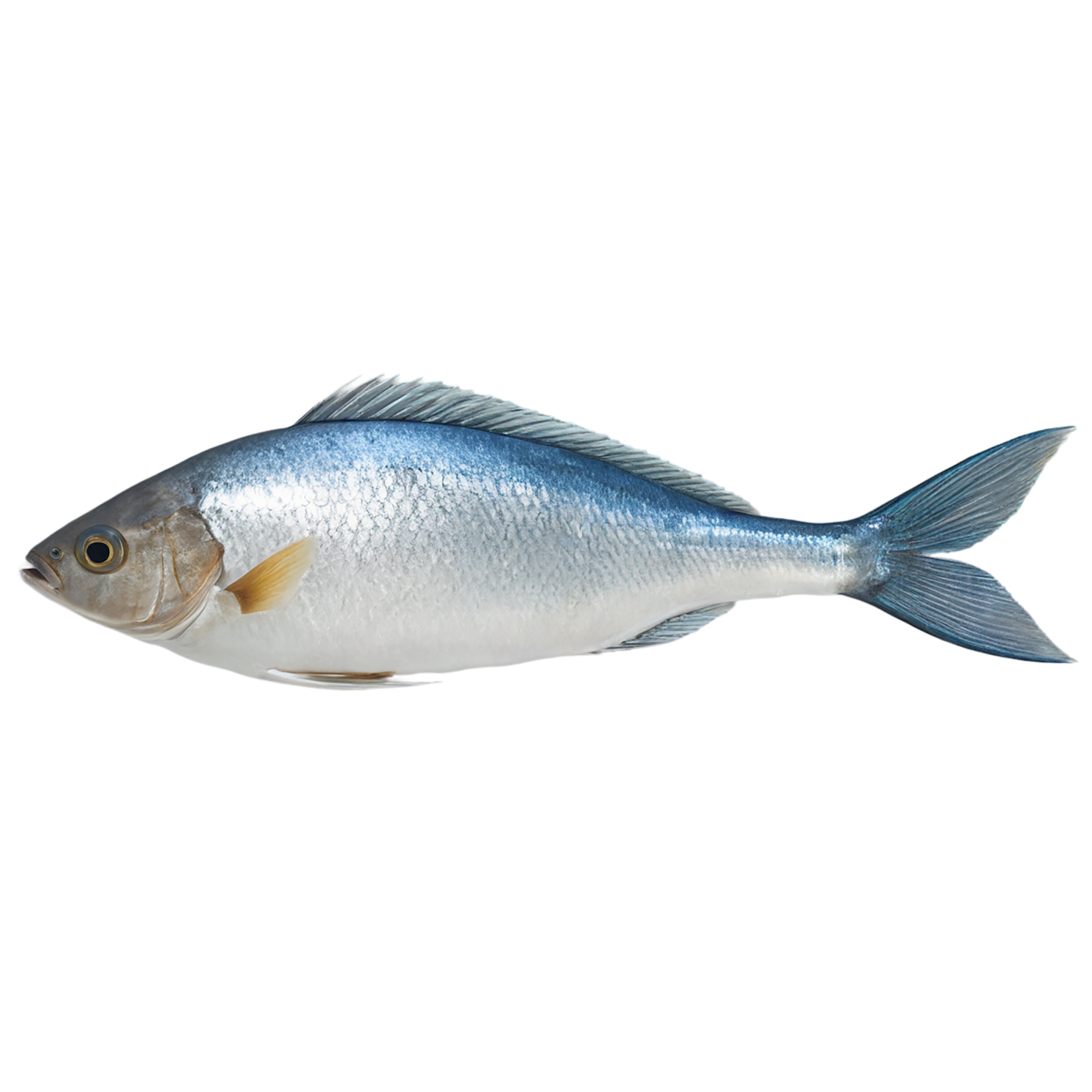 Fish proteins isolated on transparent background #8451
