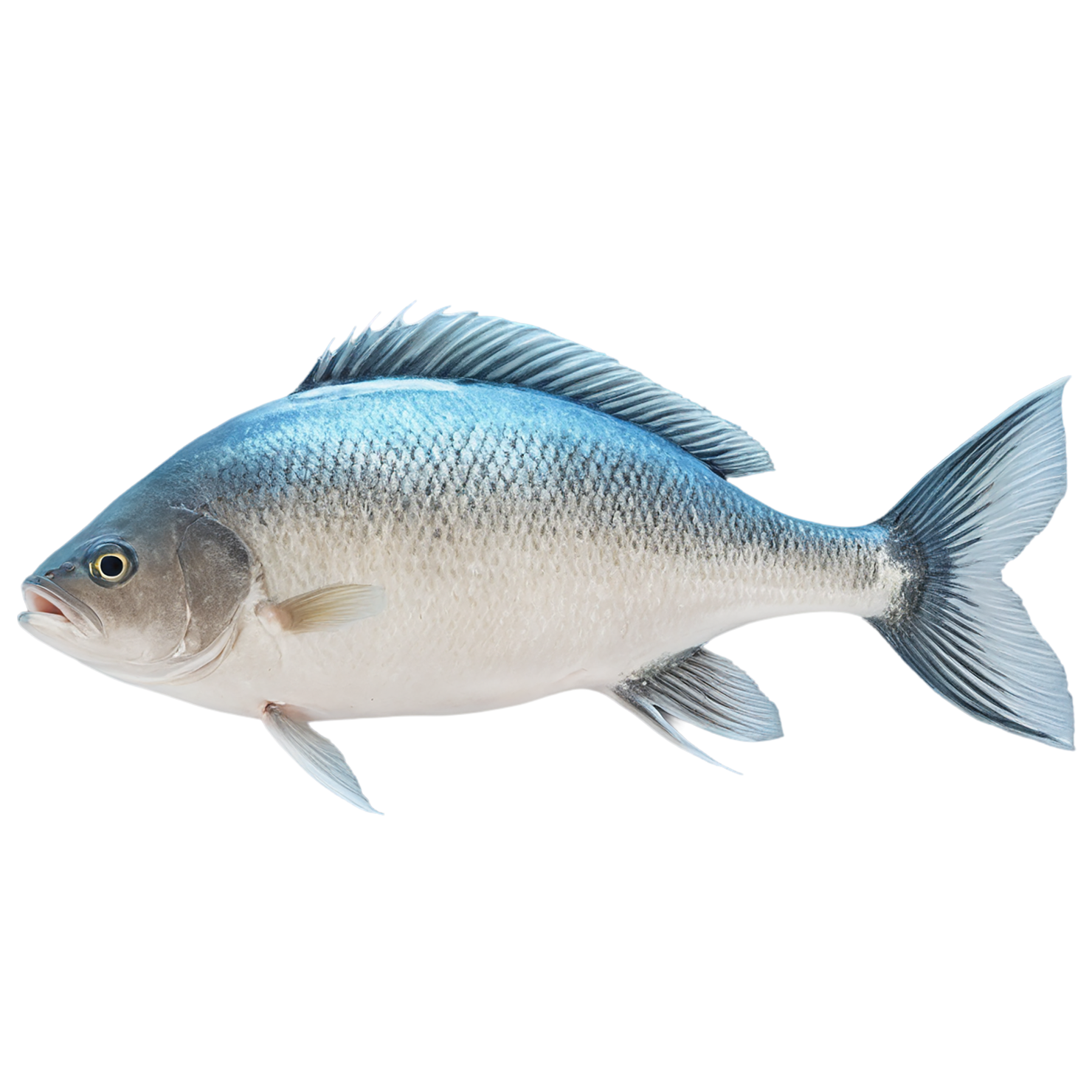 Fish proteins isolated on transparent background #8452