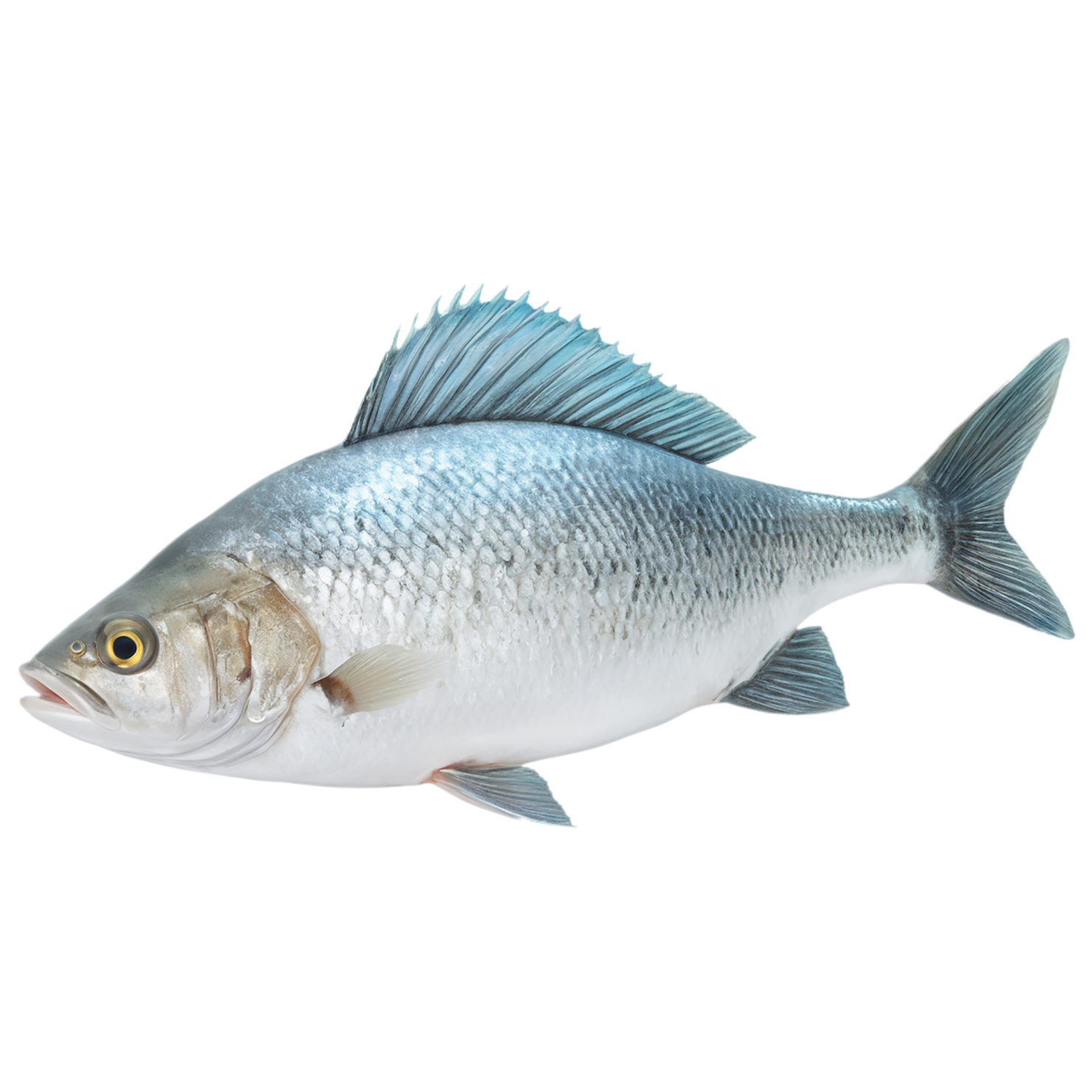 Fish proteins isolated on transparent background #8453