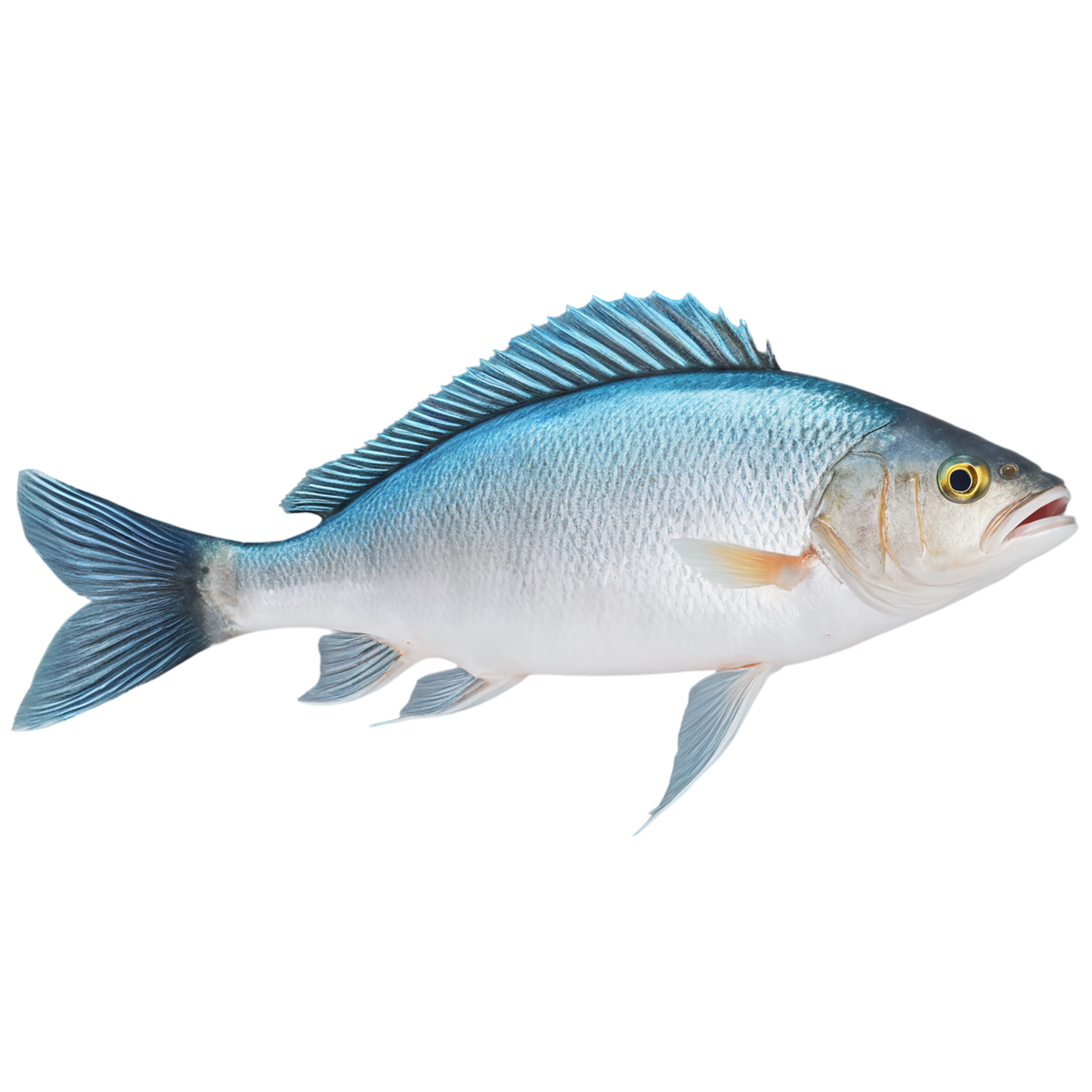 Fish proteins isolated on transparent background #8454