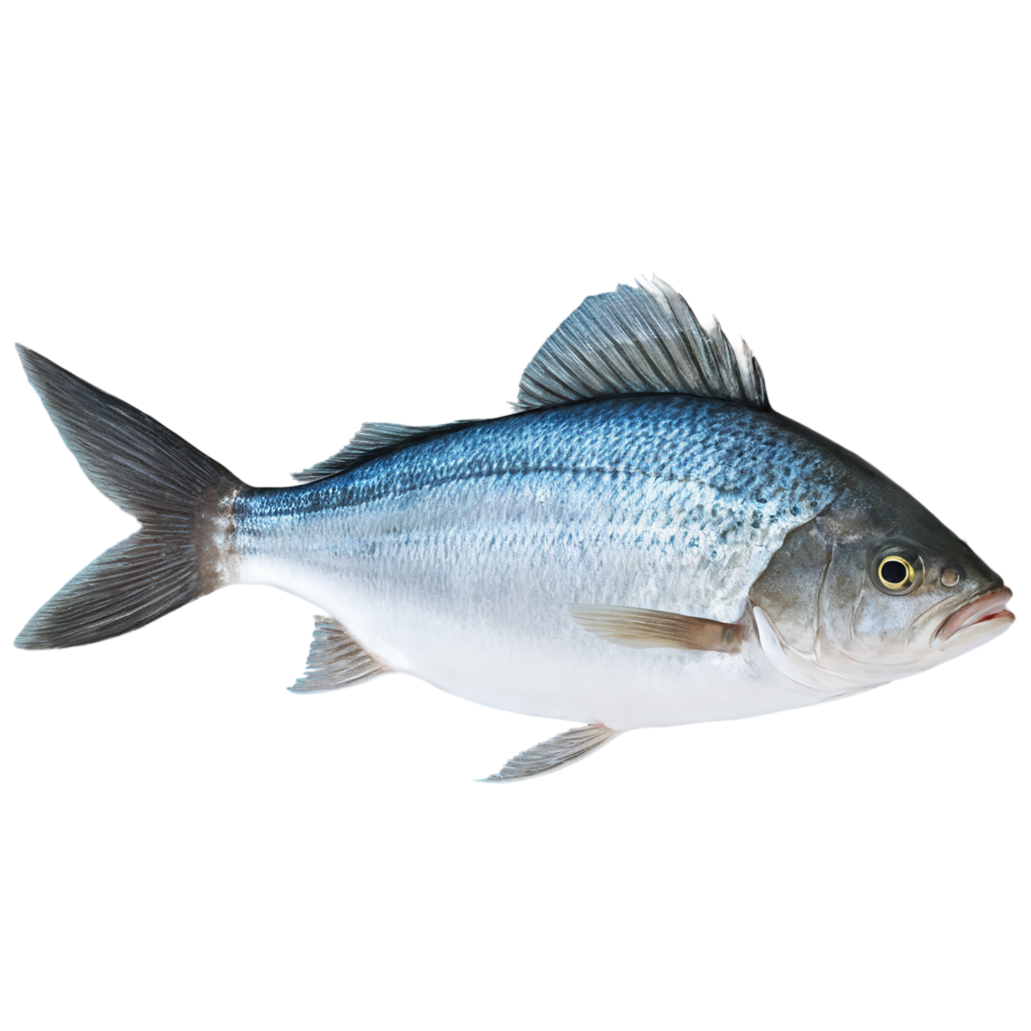 Fish proteins isolated on transparent background #8455