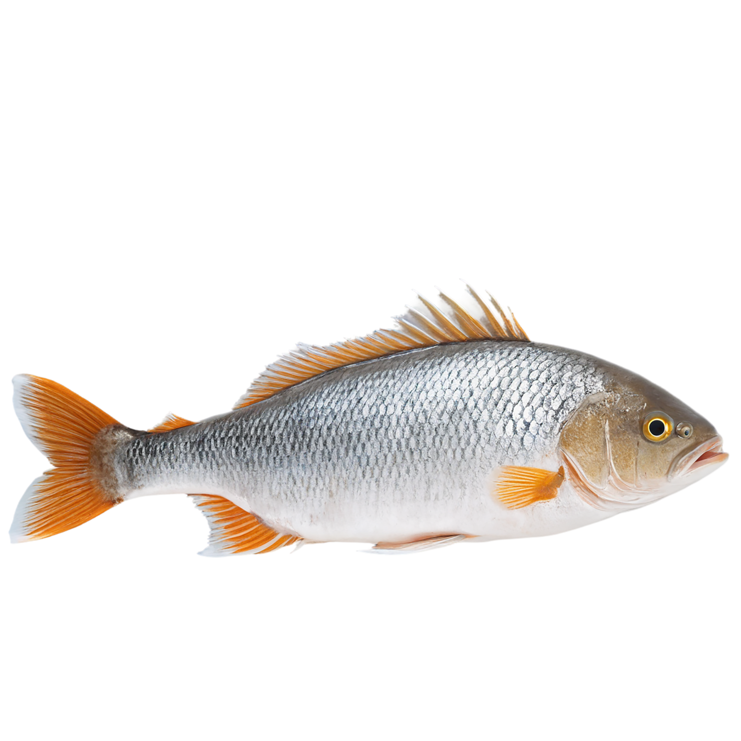 Fish proteins isolated on transparent background #8456