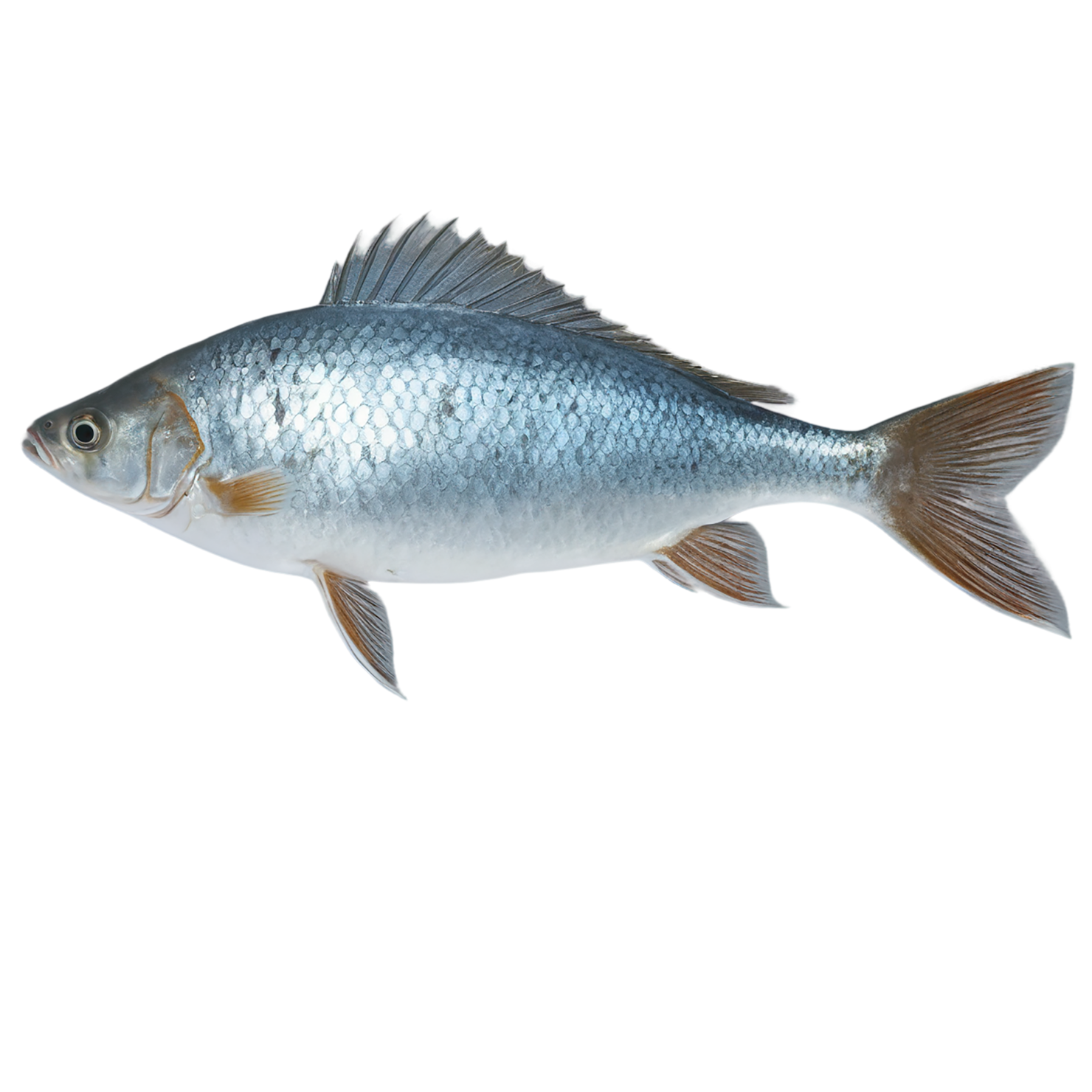 Fish proteins isolated on transparent background #8457