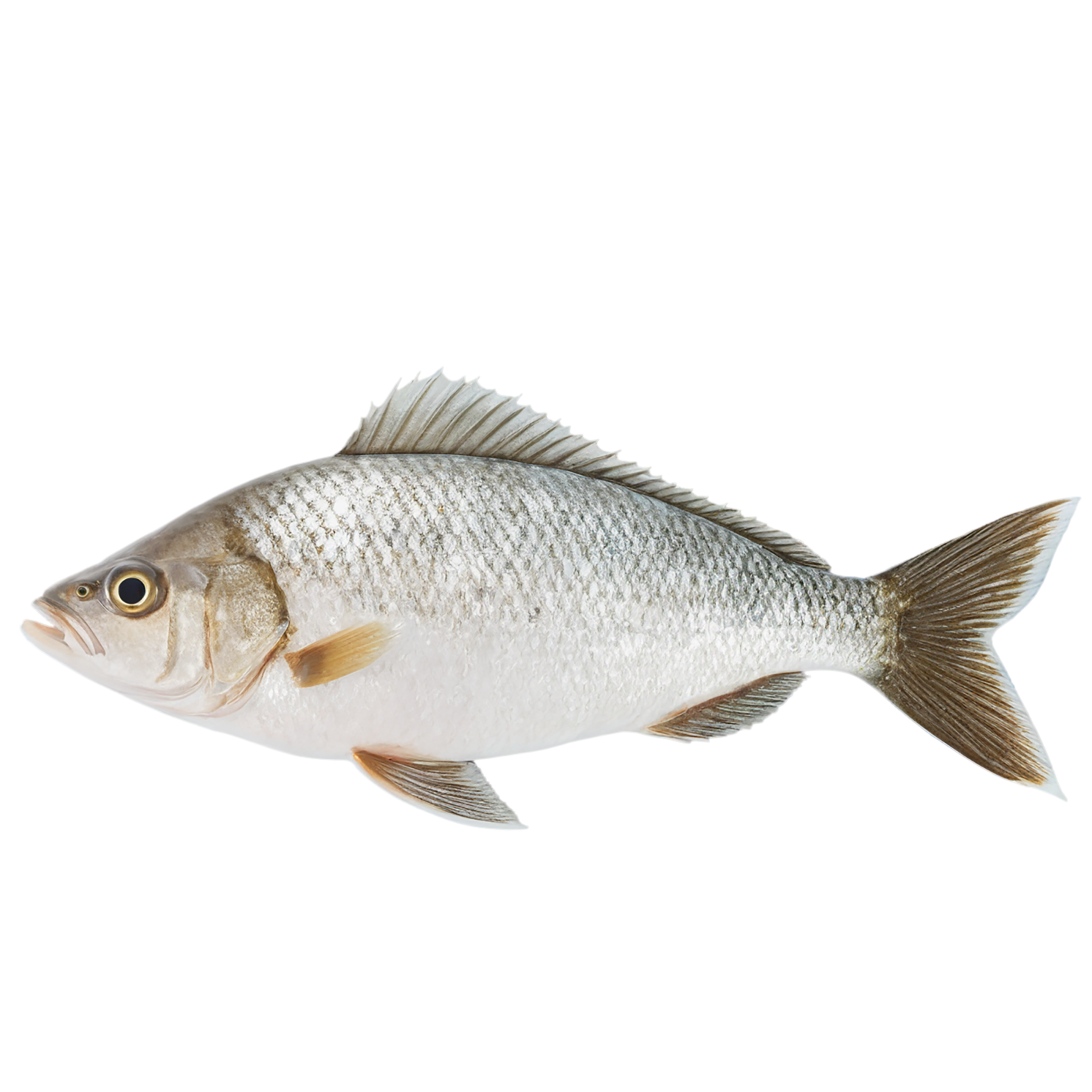 Fish proteins isolated on transparent background #8458