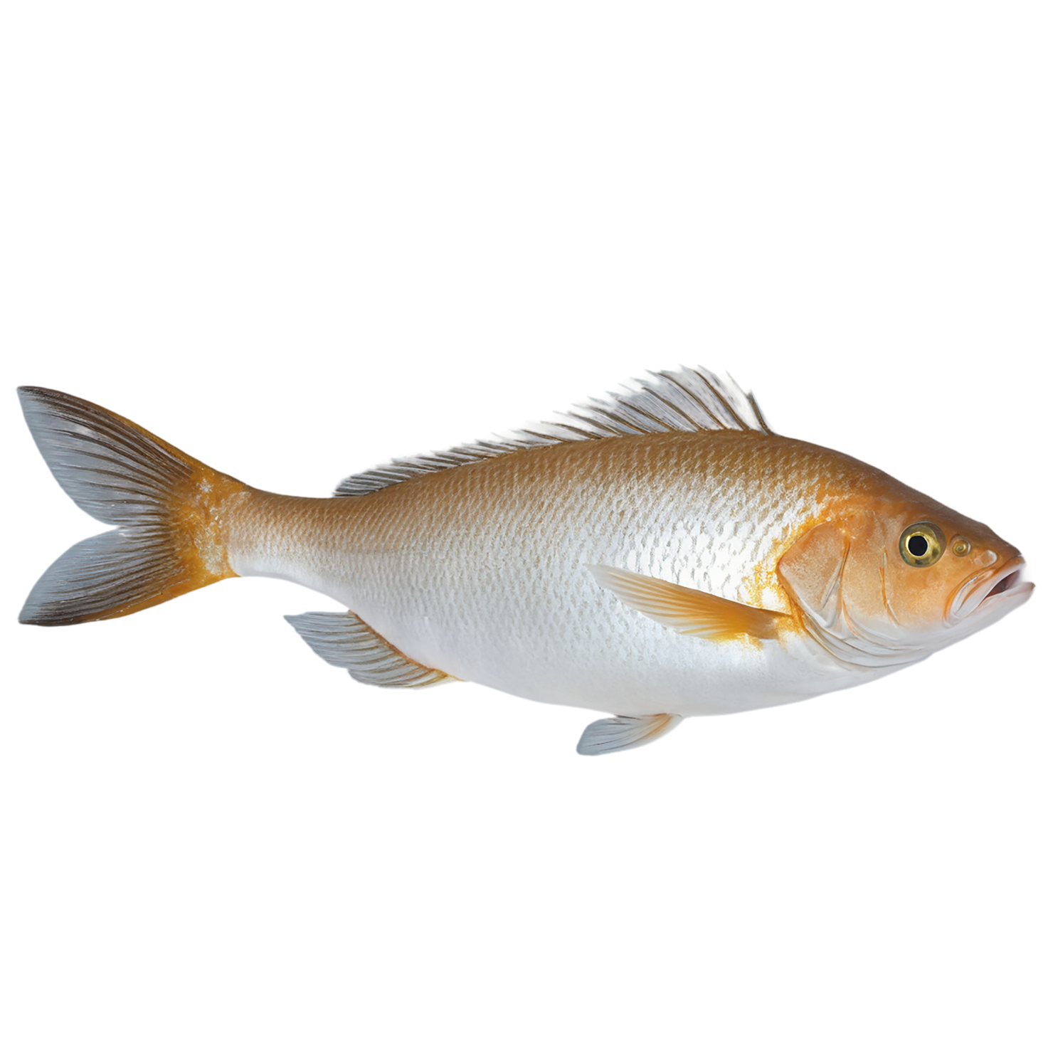 Fish proteins isolated on transparent background #8459